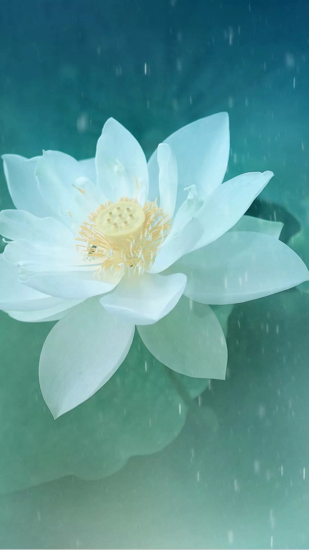 1080x1920 Pure Beautiful Lotus Flower Macro #iPhone #6 #wallpaper
