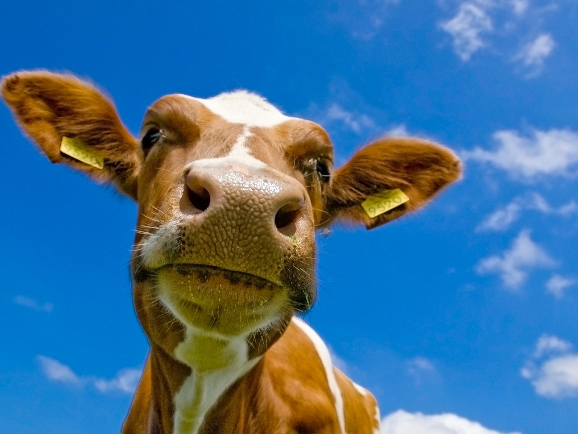 1920x1440 Cow Wallpaper Cows Animals Wallpapers