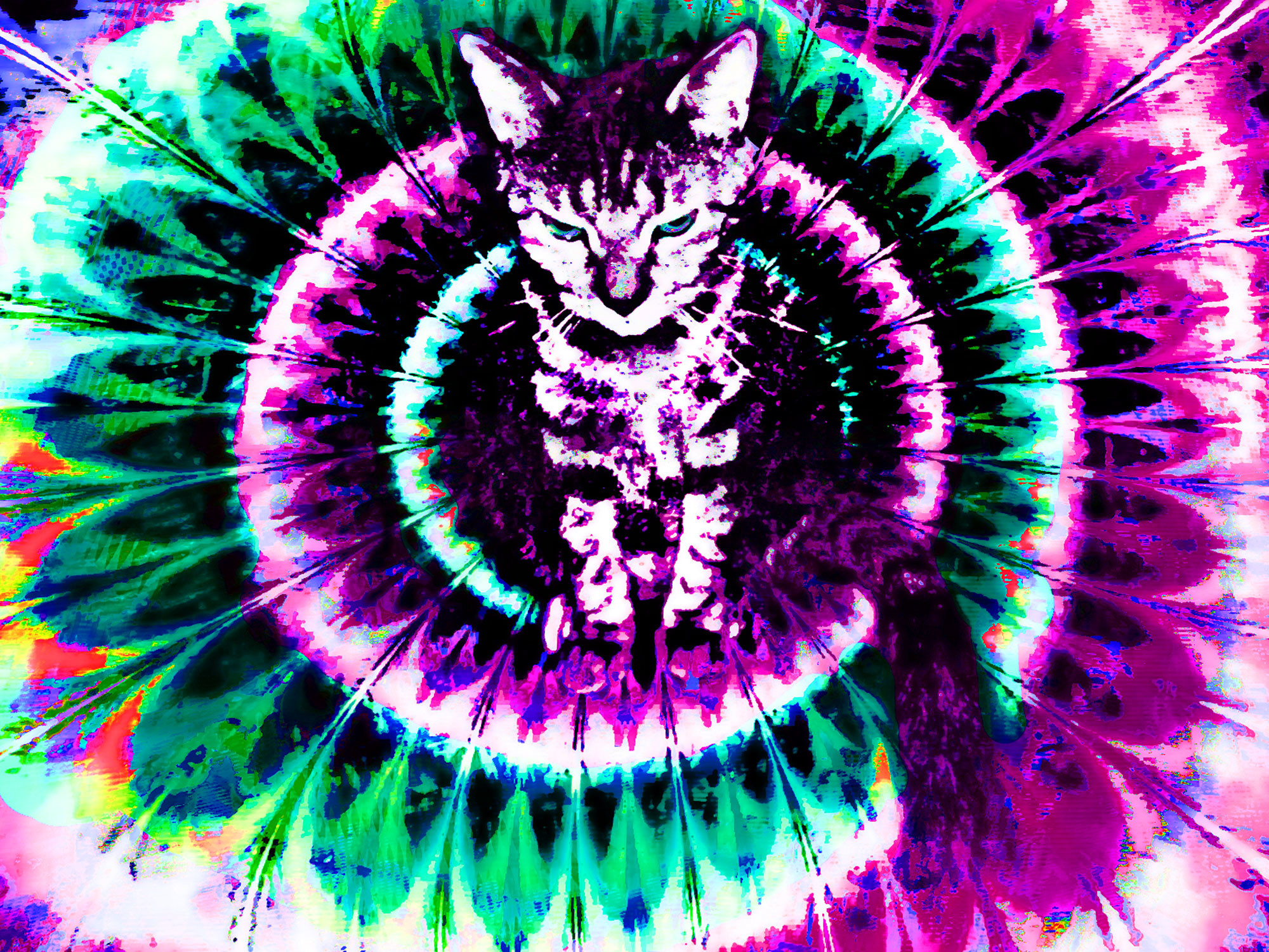 2000x1500 Showing Gallery For Trippy Cat Wallpaper Hd