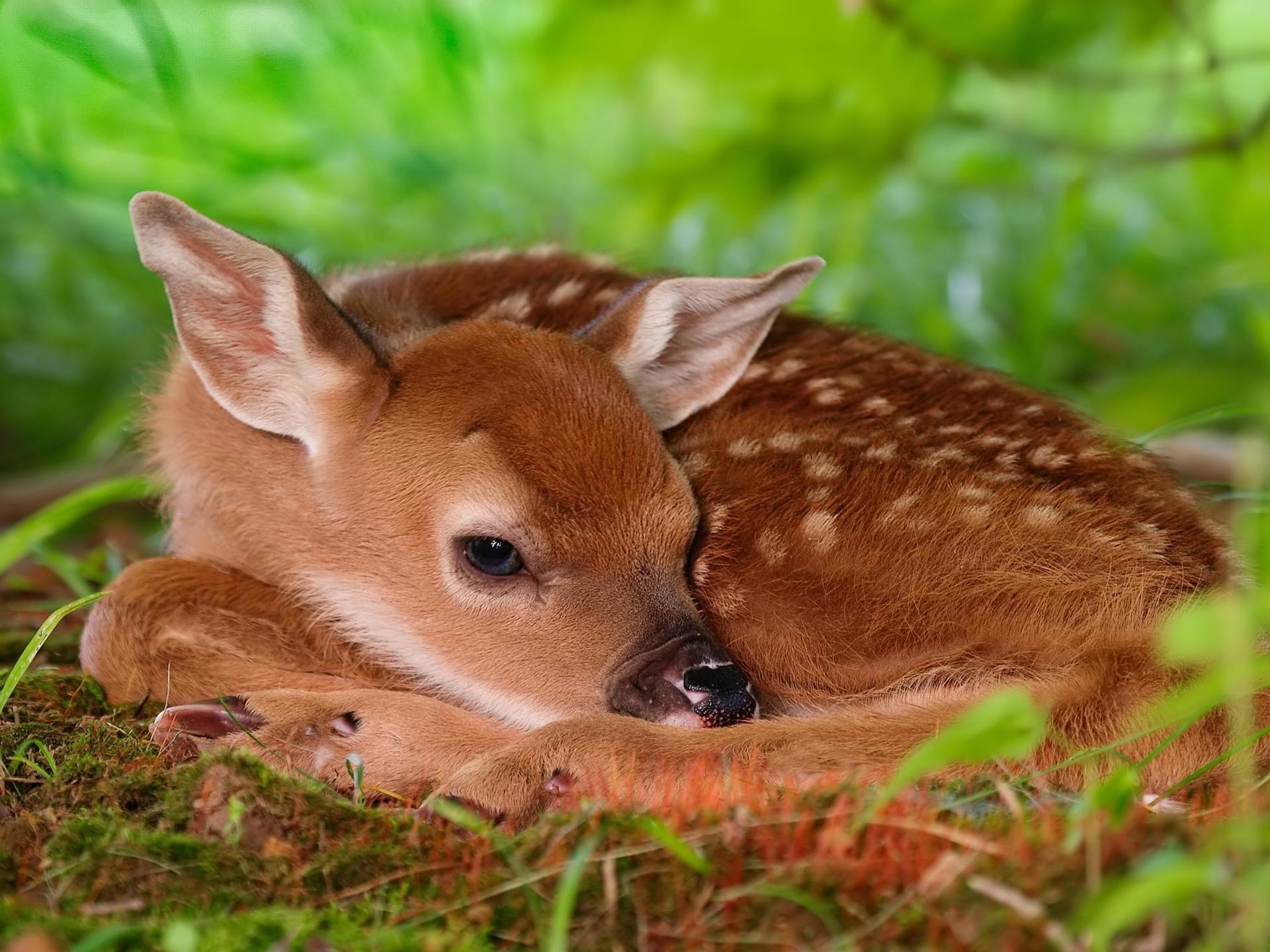 1920x1440 Desktop Wallpaper Â· Gallery Â· Animals Â· Red deer calf chital deer (spotted  deer,