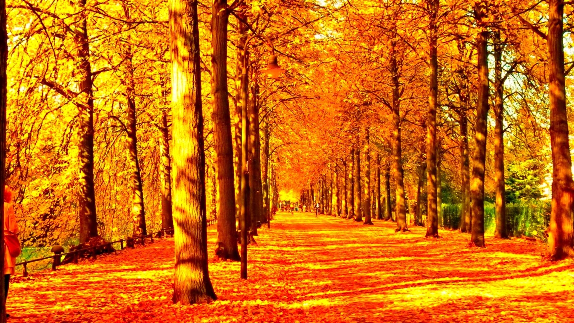 1920x1080 #991100 Color - Season Fall Seasons Landscape Nature Autumn Tree Leaves  Leaf Forest Color Nice