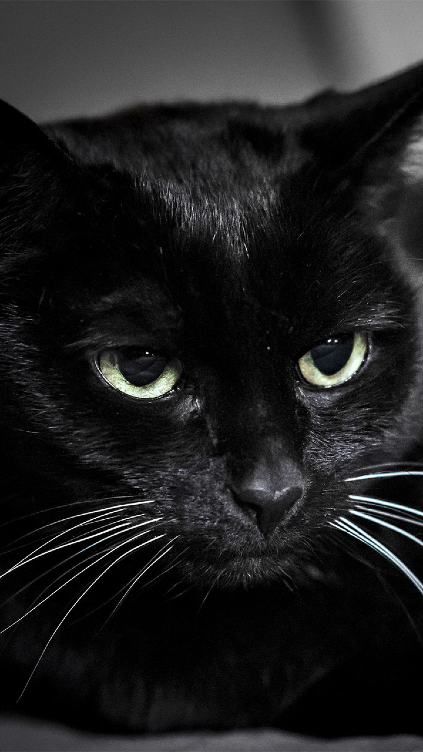 1440x2560  Wallpaper black cat, muzzle, eyes
