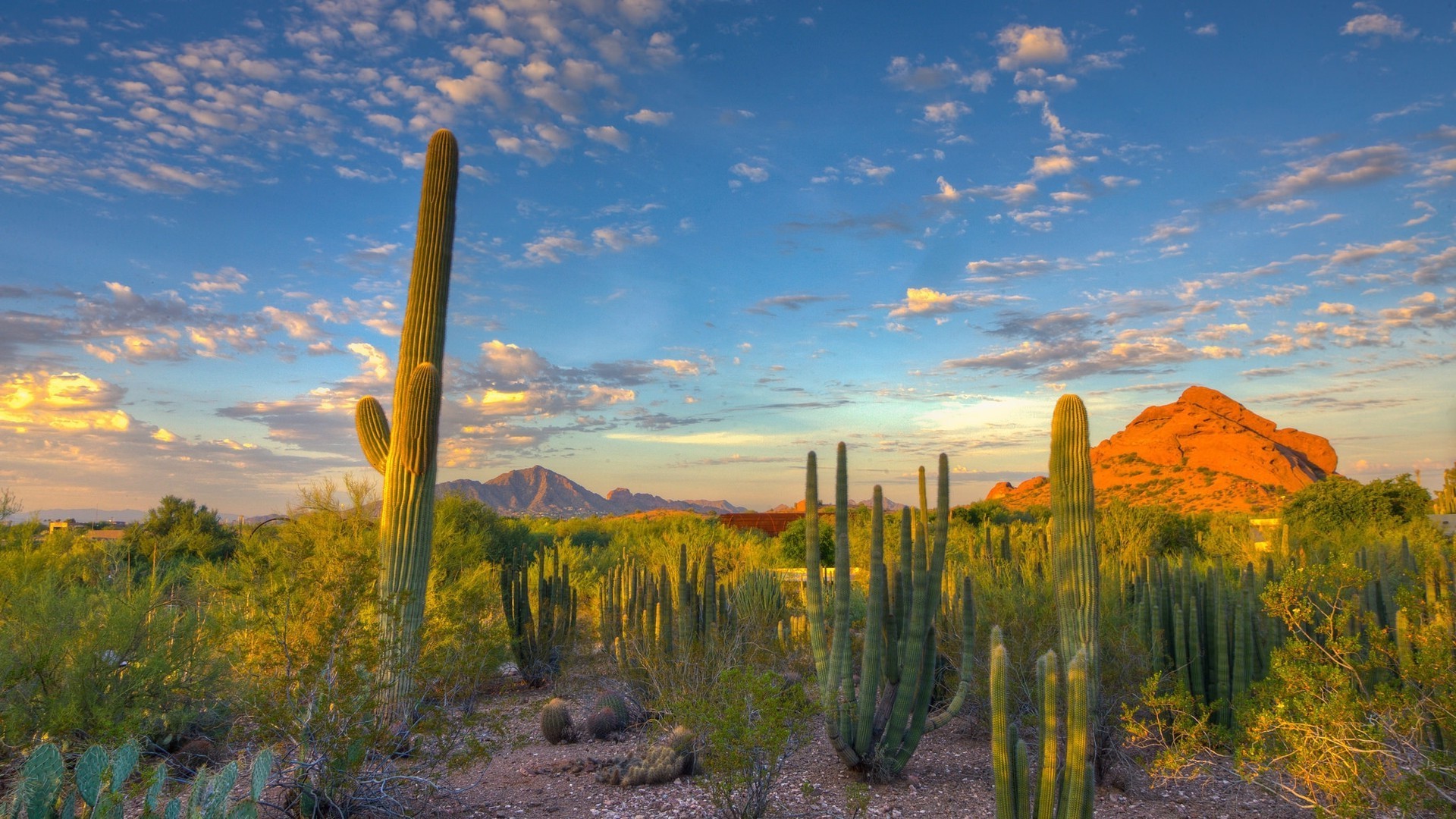1920x1080 landscape, Nature, Desert, Cactus, Mountain, Arizona Wallpapers HD /  Desktop and Mobile Backgrounds