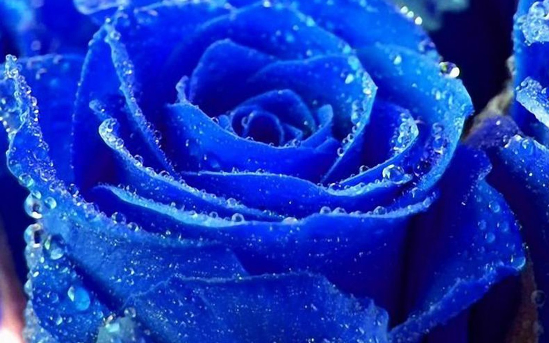 1920x1200 Blue Roses Wallpapers