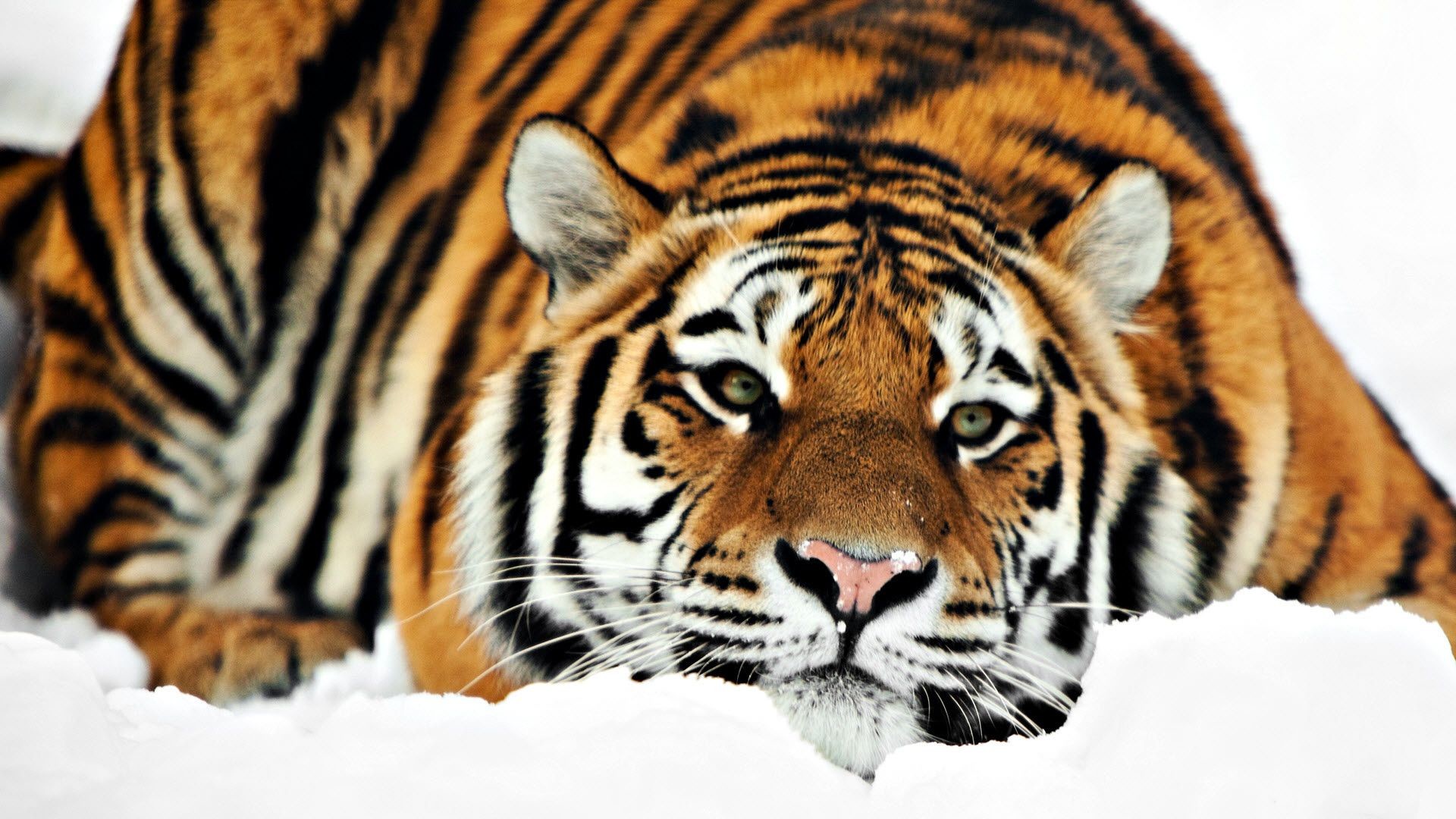 1920x1080 Tiger On Snow -  wallpaper