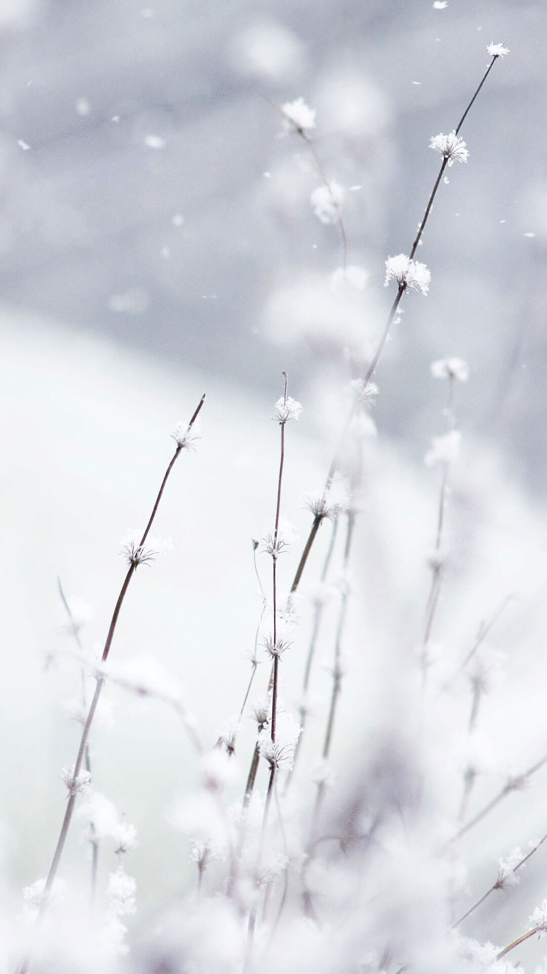 1080x1920 Flowers In Snow Wallpaper iPhone 6 HD