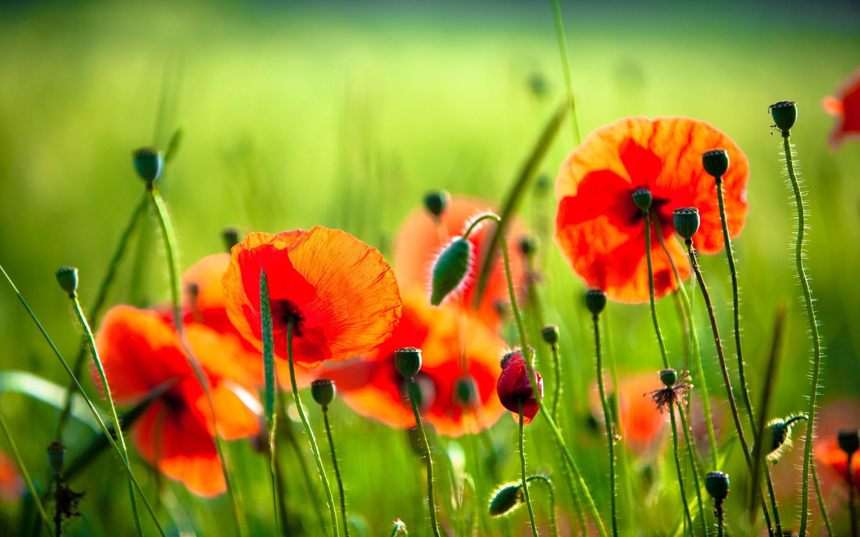 2880x1800 Most Downloaded Poppies Wallpapers - Full HD wallpaper search