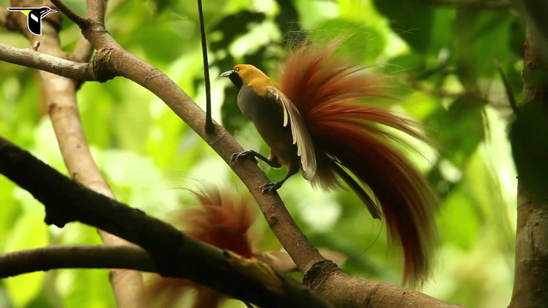 1920x1080 Wallpapers Birds Of Paradise - Wallpaper Cave