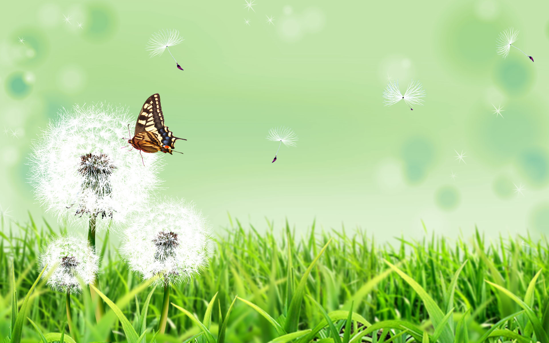1920x1200 Nature Butterfly Wallpaper Images