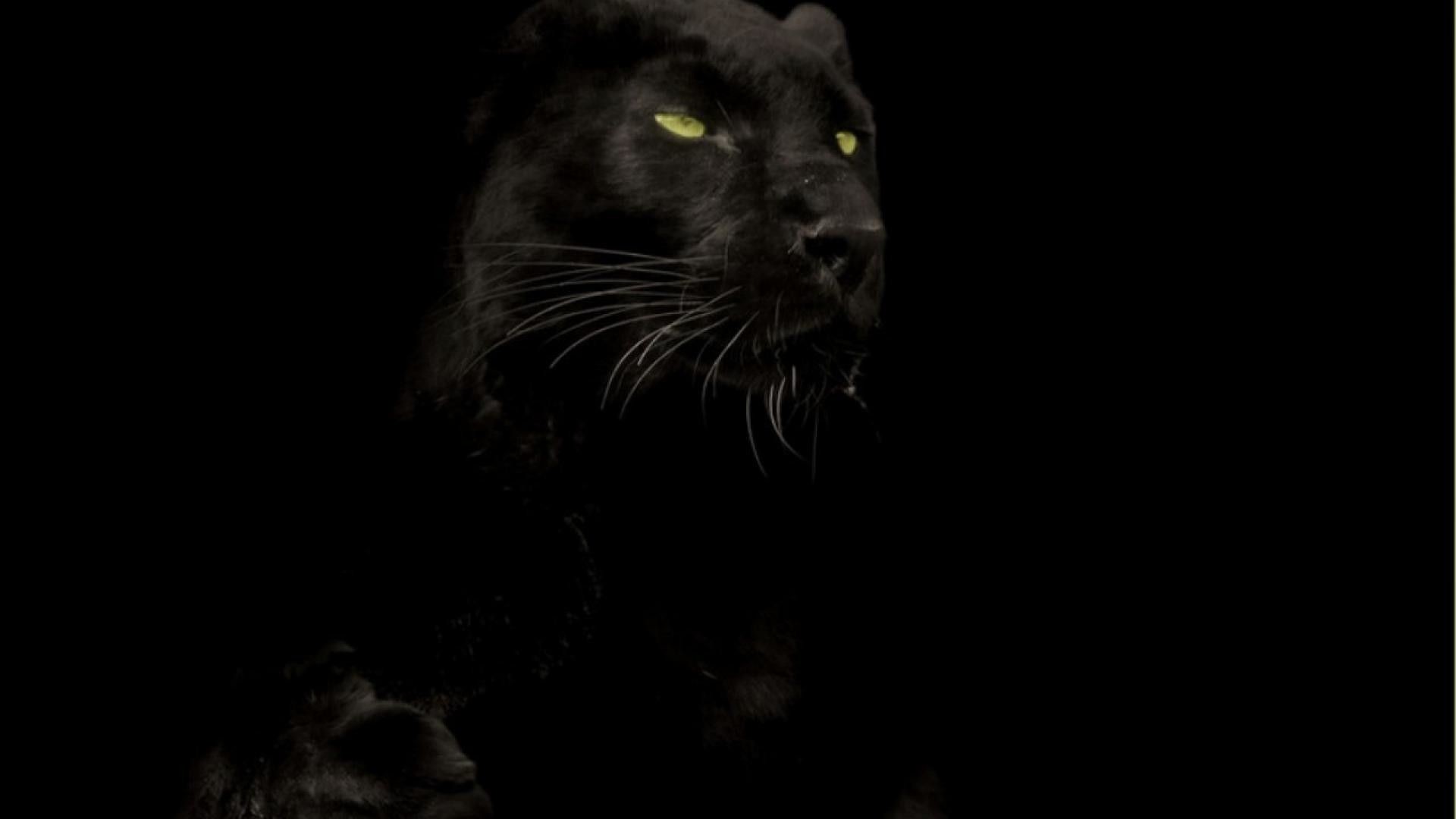 1920x1080 Black Panther Marvel HD Wallpaper (73+ images)