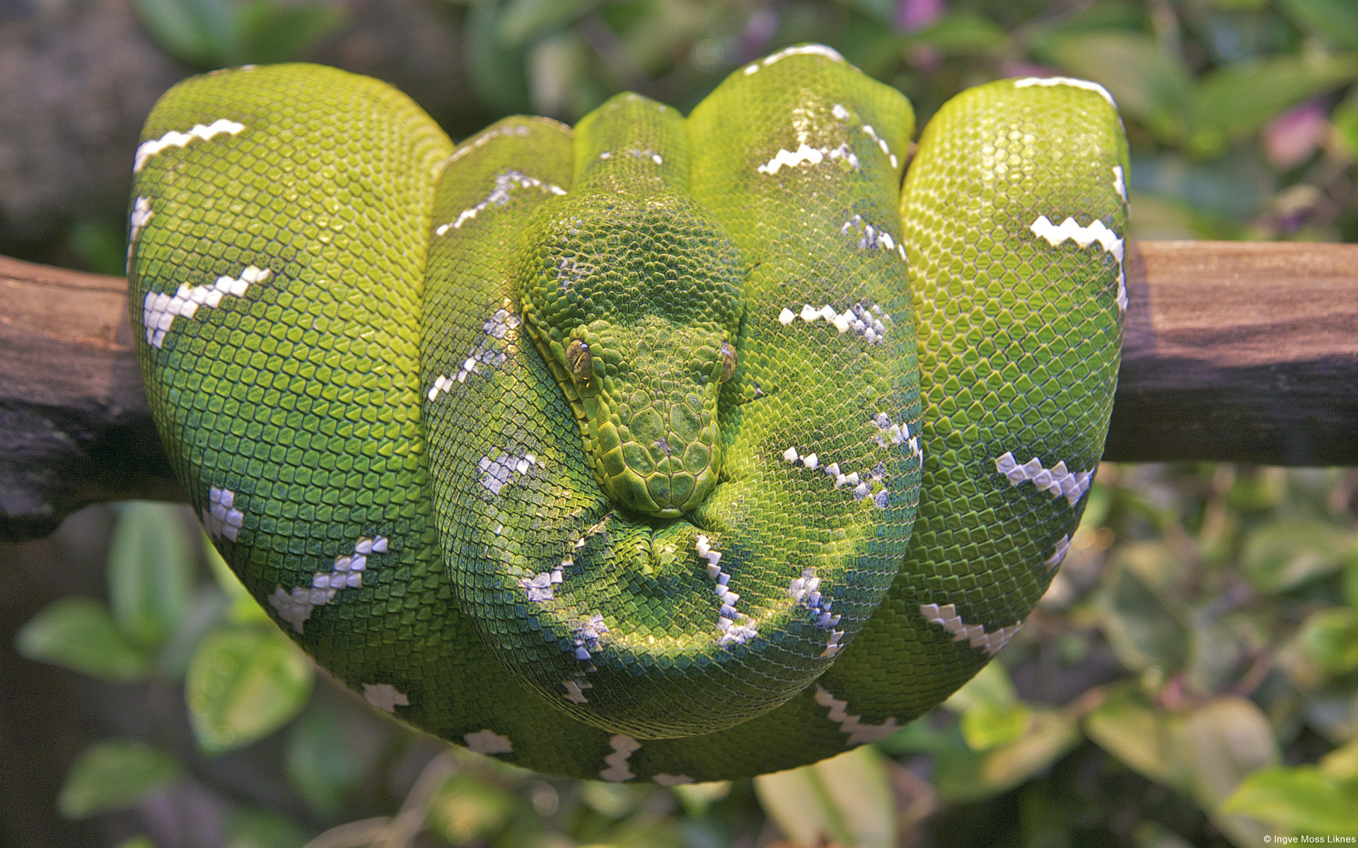 1920x1200 Emerald Tree Boa Snake