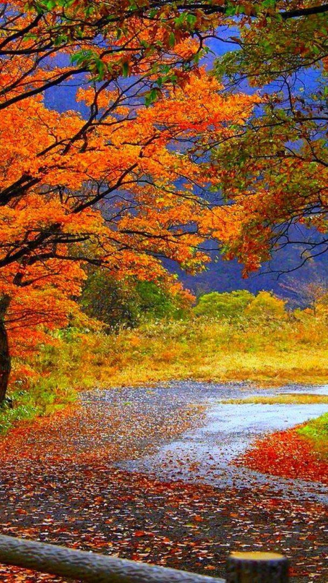 Fall scenes. Красивая осень. Прекрасная осень. Осенний пейзаж. Природа осень.