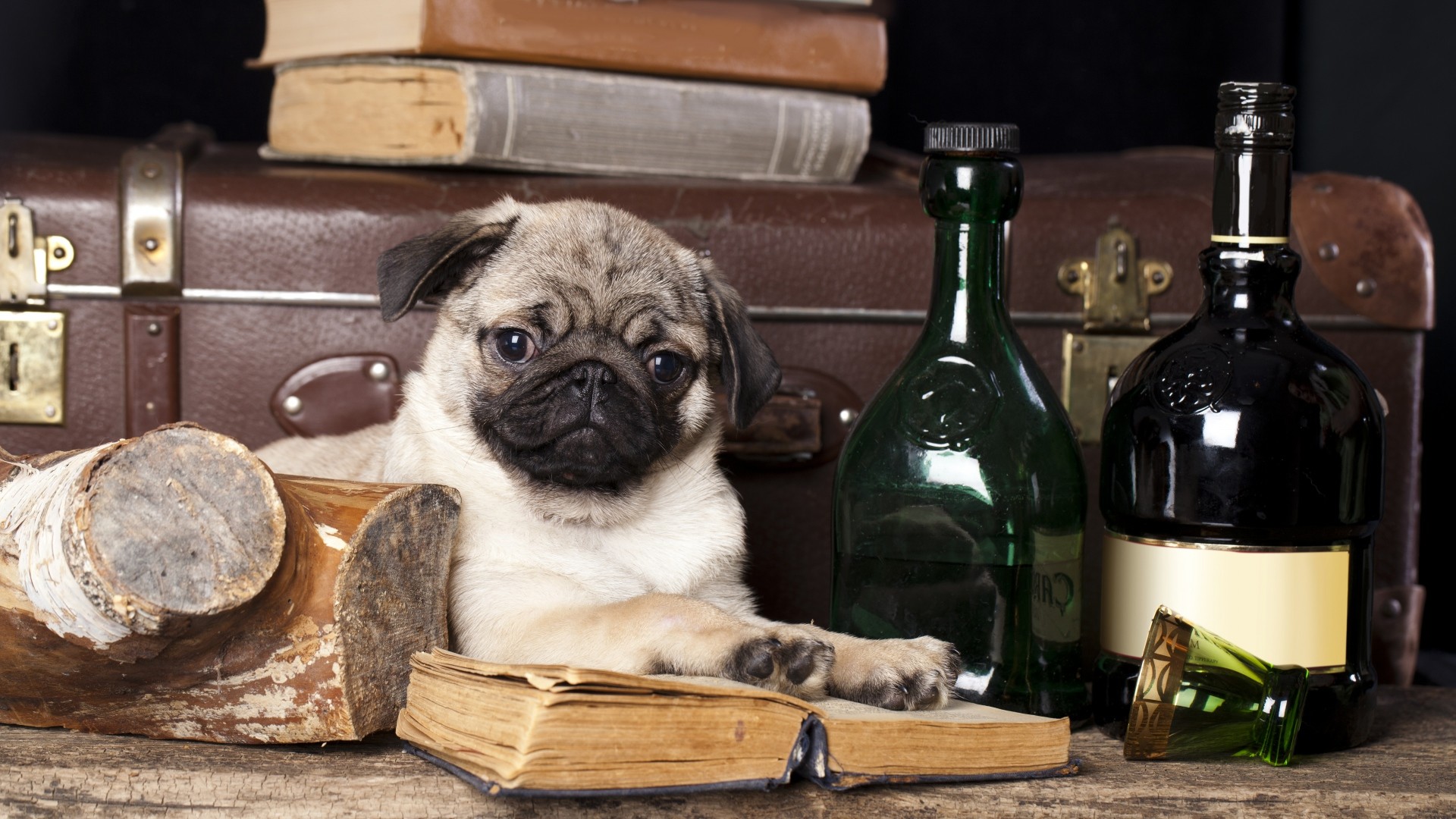 1920x1080 pug gentleman book bottle dog ...
