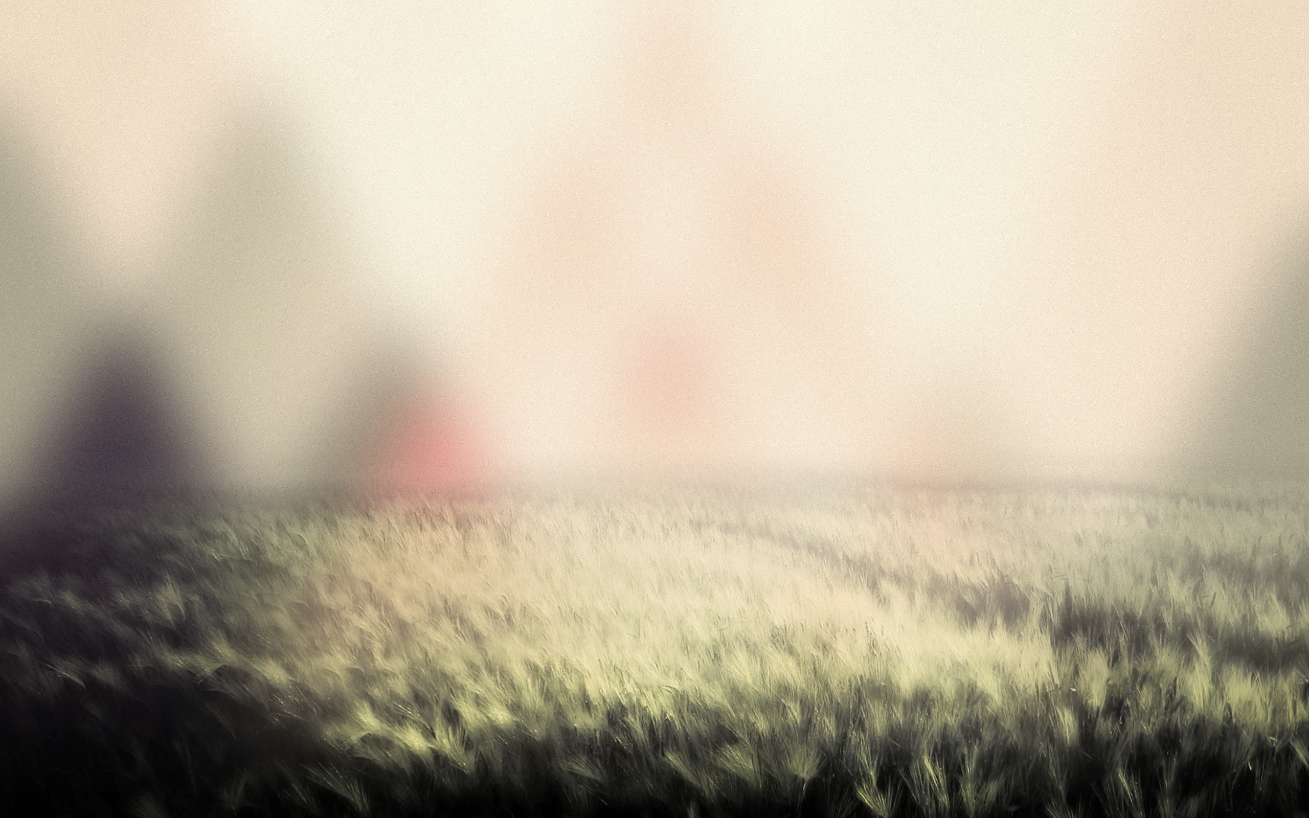 2560x1600 Simple blurred grass - Nature Wallpaper 1295