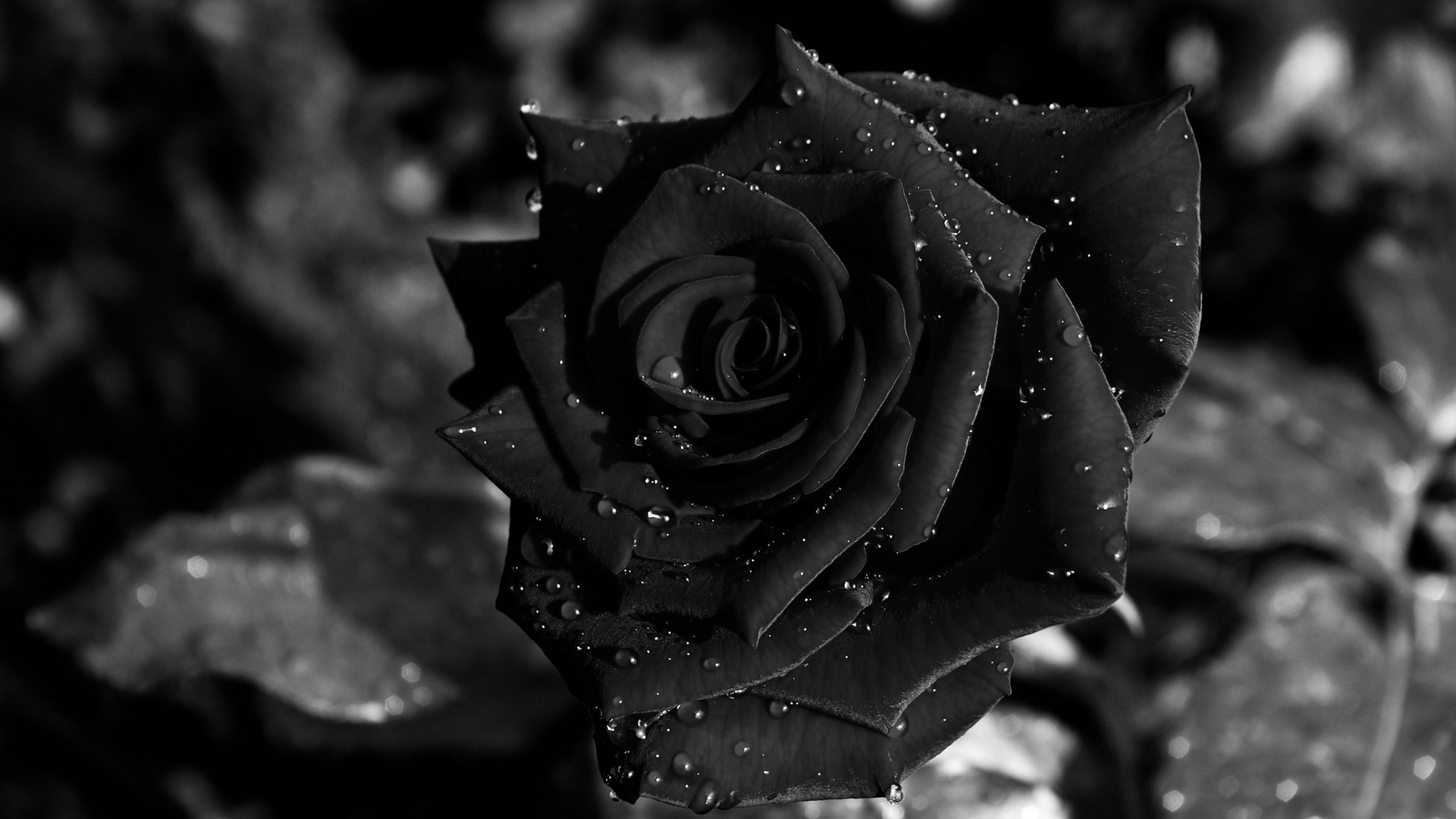 1920x1080 Wallpaper Flower Black Rose