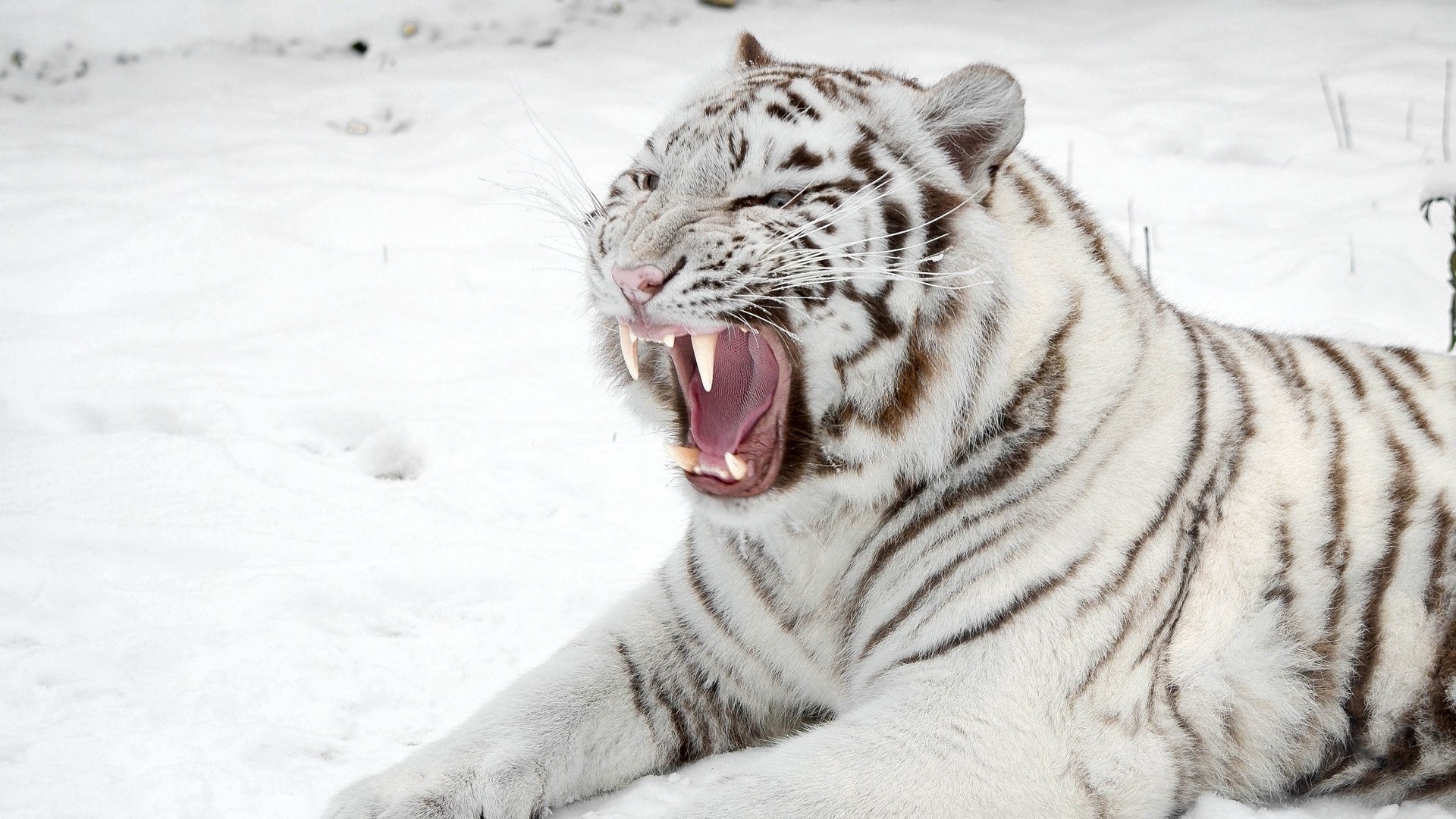 1920x1080  Wallpaper white tiger, snow, predator, mouth, cat, tiger
