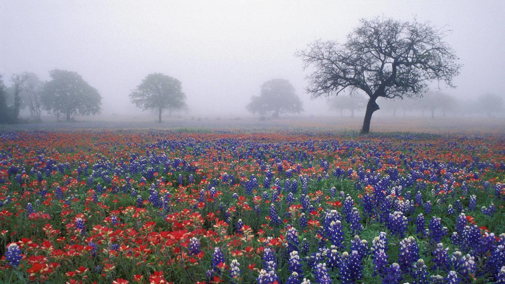 1920x1080 bluebonnets with texas flag wallpapers - photo #15. Fantastic Valley  #1498176