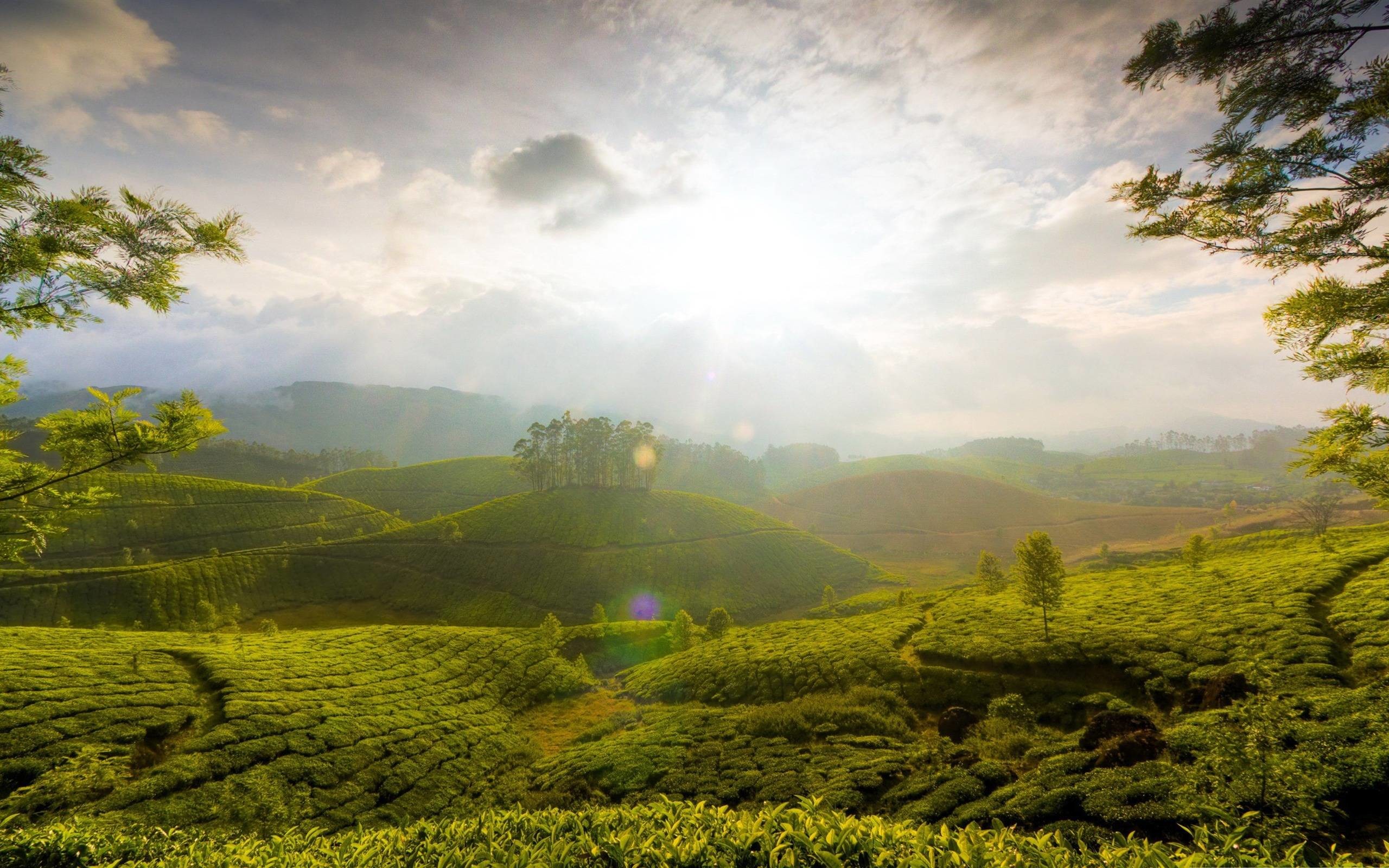 2560x1600 munnar hill india-Beautiful natural scenery Desktop Wallpapers .