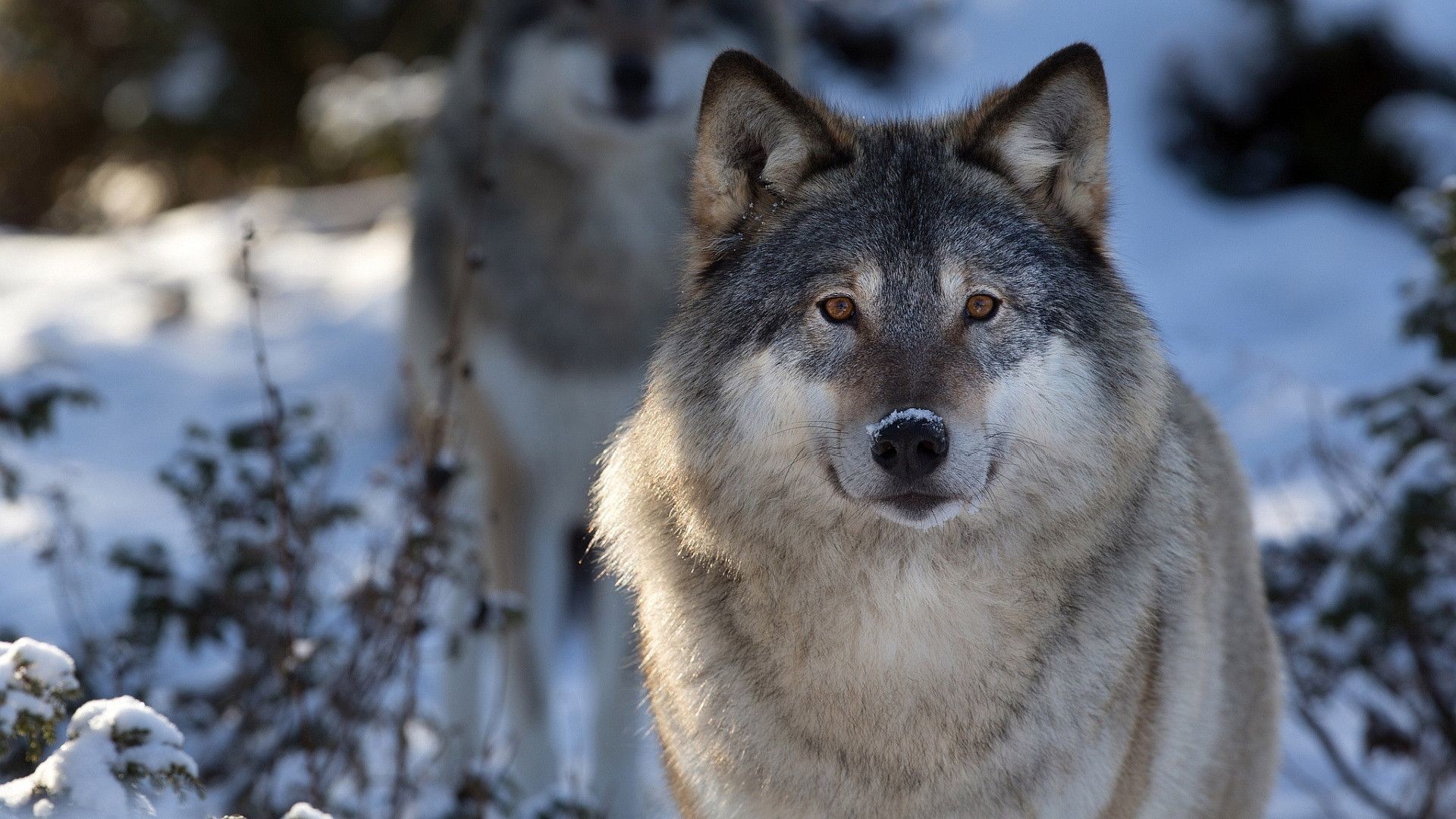1920x1080 ... Wolves HD Wallpapers (45 Wallpapers) – Adorable Wallpapers ...