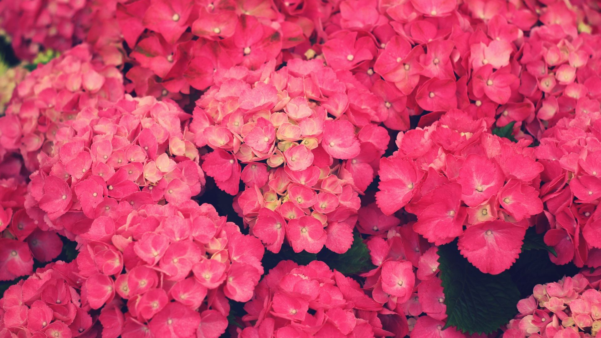 1920x1080 bright pink flowers 27837