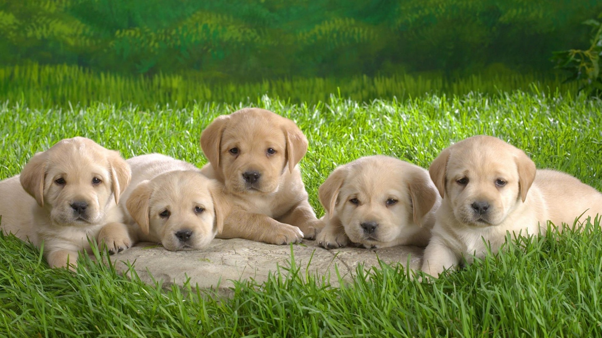 1920x1080 Labrador Dog Cute Puppies Wallpaper HD