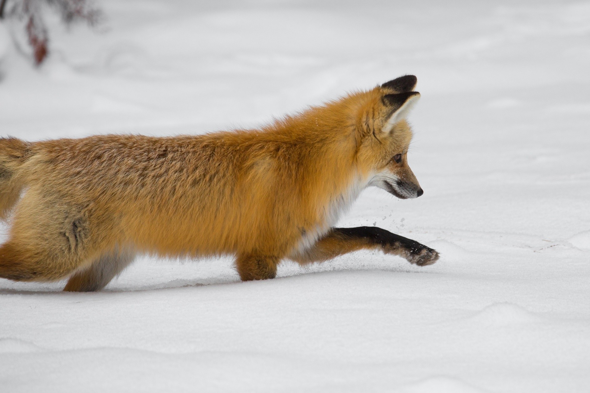 1920x1279 red fox,wildlife,nature,hunting,snow,public domain,