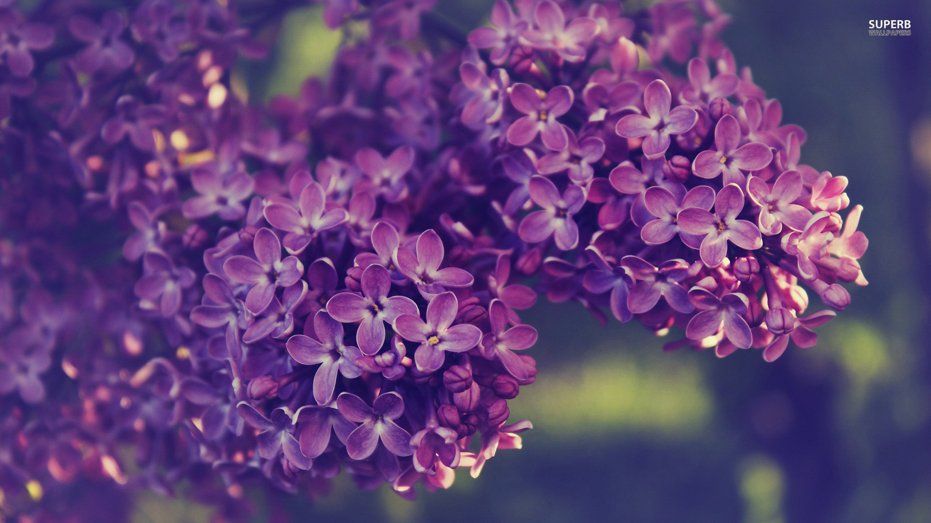 1920x1080 Lilac Wallpapers