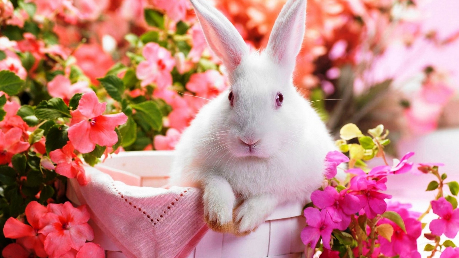 1920x1080 Cute Rabbit Wallpaper HD