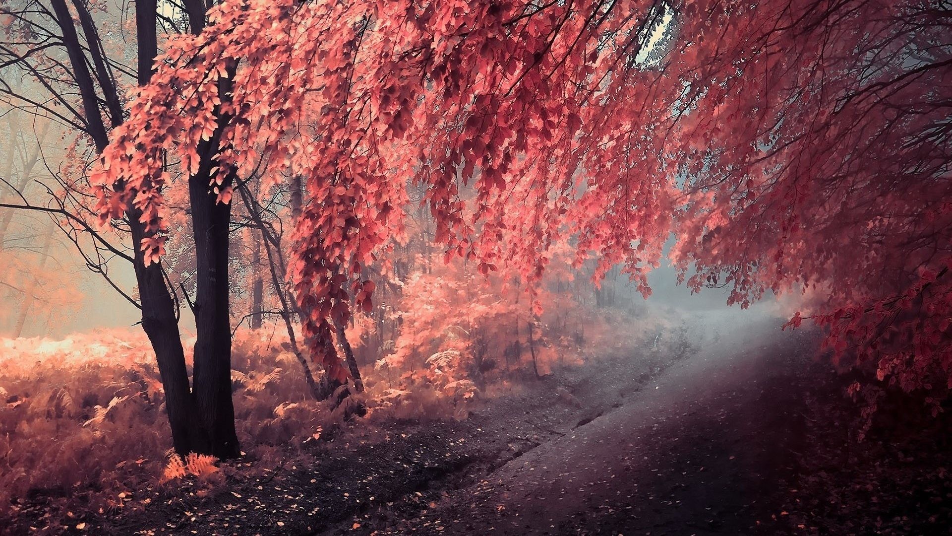 1920x1080 Fantasy Fall Forest Autumn Leaves Wallpaper For Android - 1920x1200