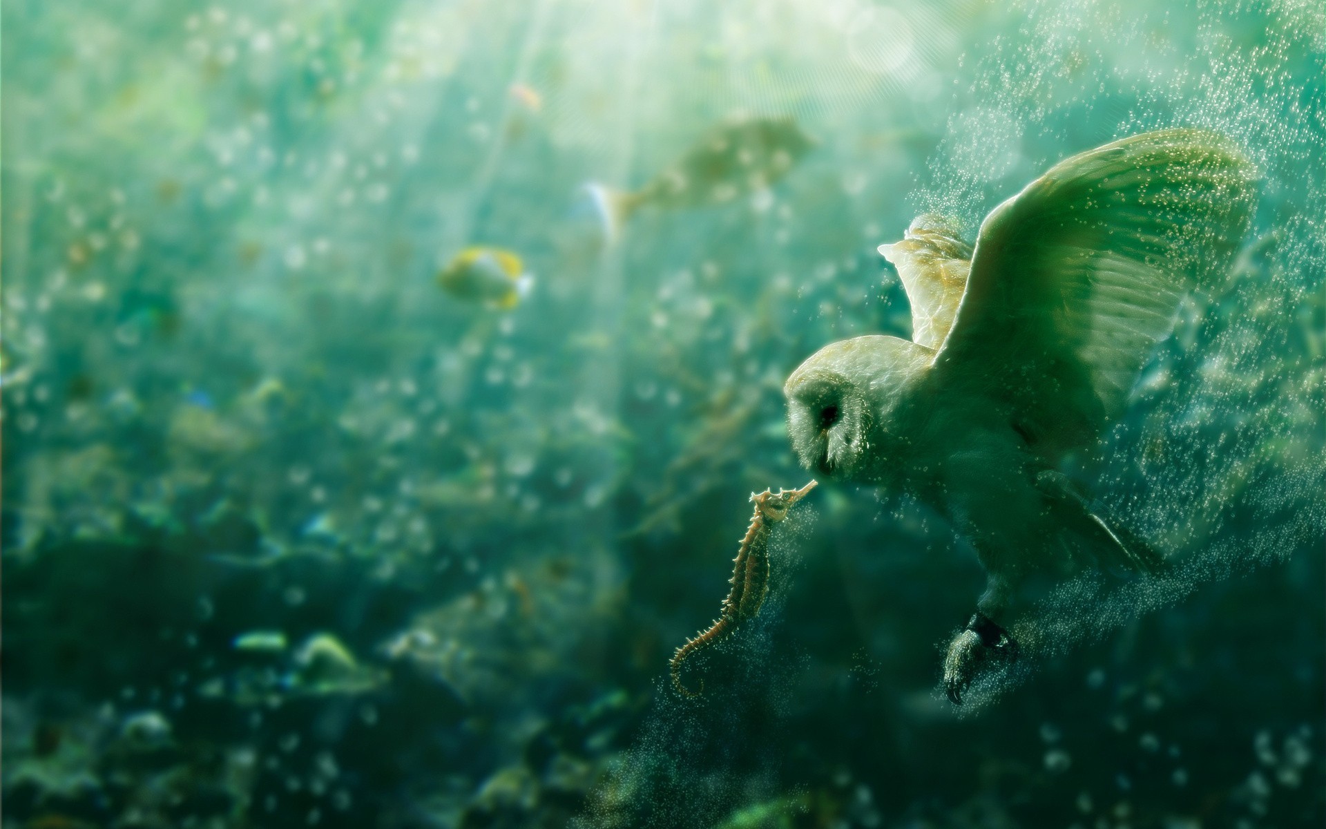 1920x1200 Seahorse, Wide, Desktop, Background, High, Definition, Wallpaper, Download,  Full, Free, Images, Hd Images, Amazing Wallpapers, Widescreen, ...