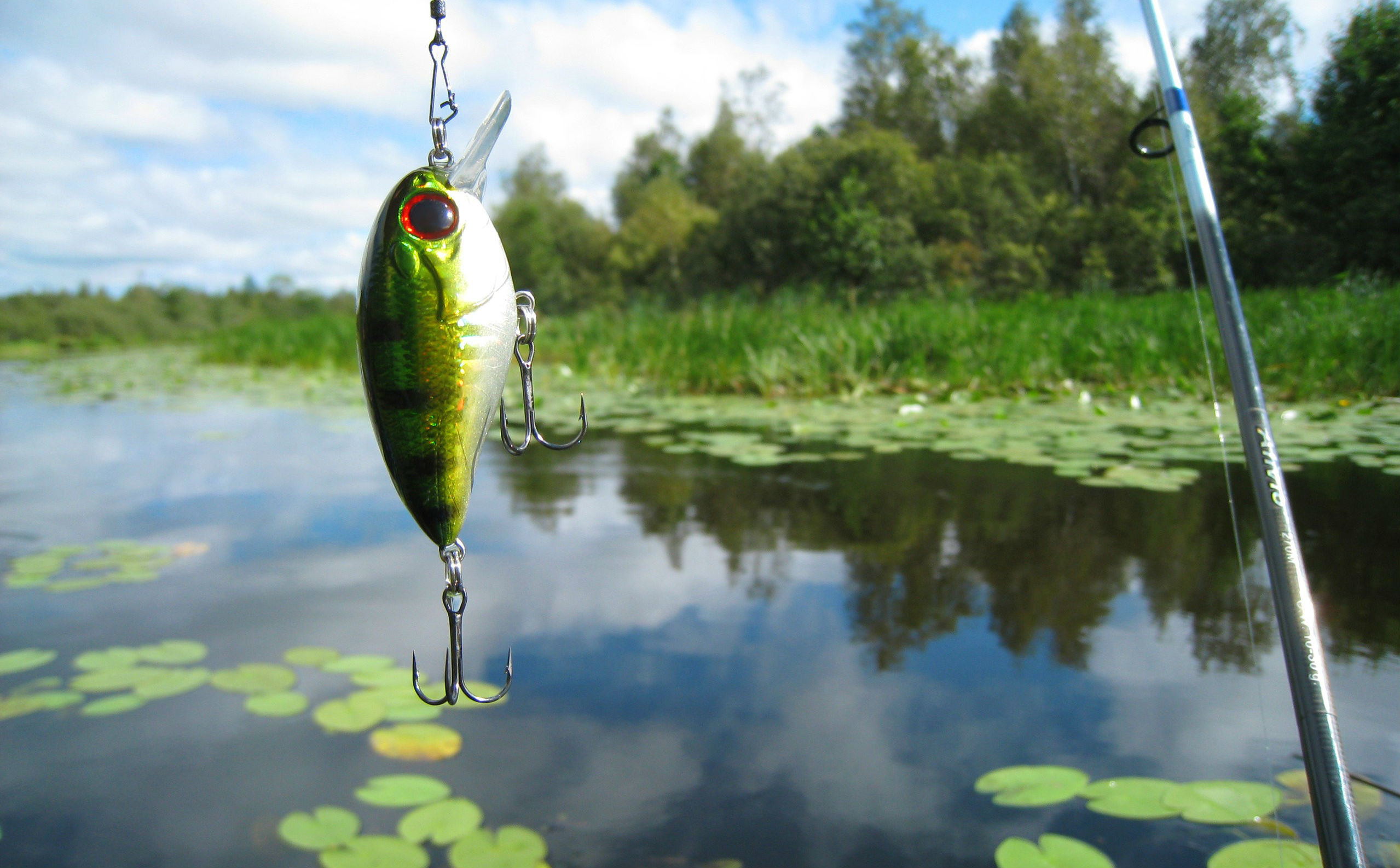 Largemouth Bass With Surface Lure Stock Photo  Download Image Now  Black  Sea Bass Largemouth Bass Freshwater Bass  iStock