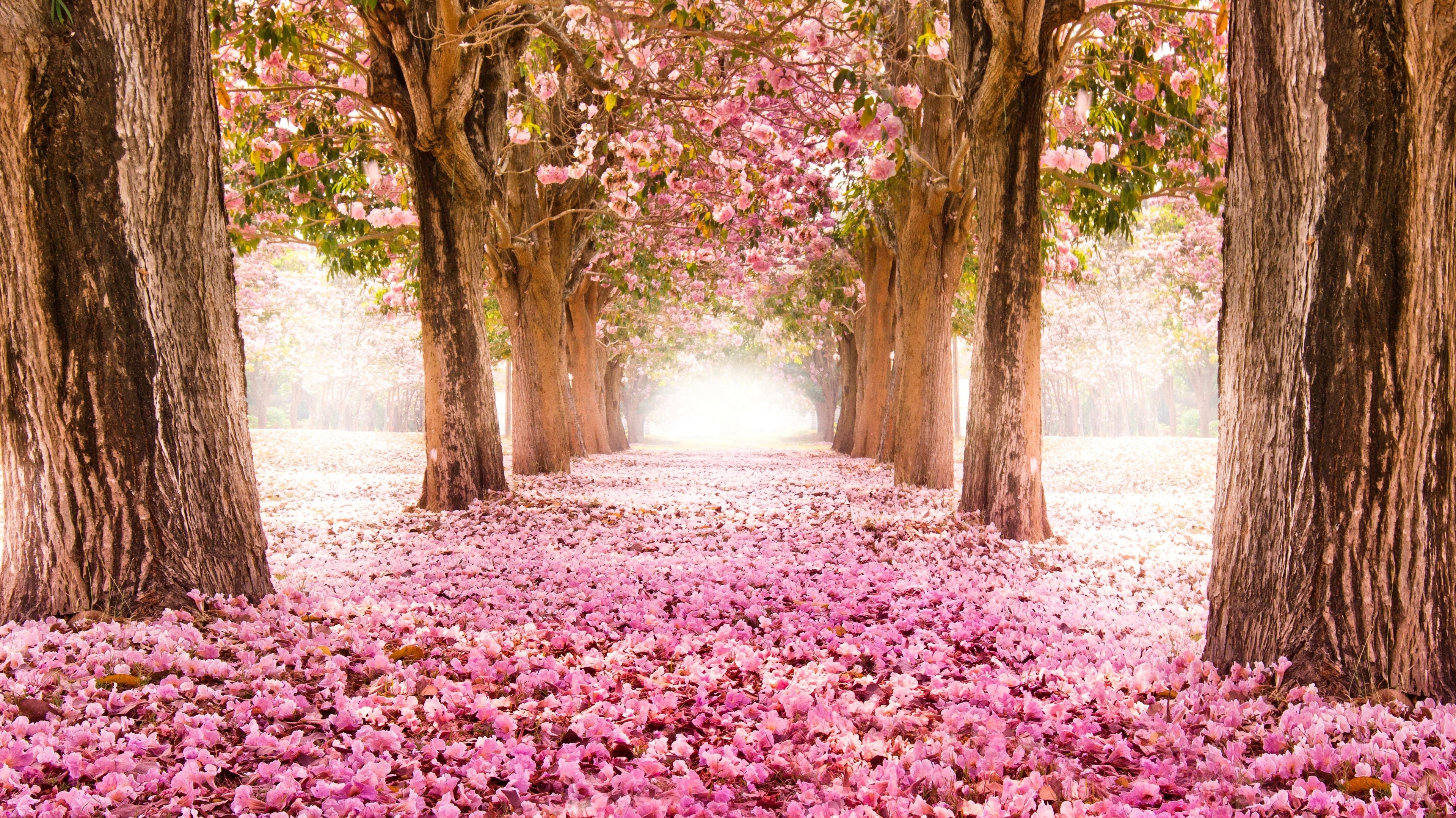3840x2160 Cherry Blossom 4K Ultra HD Wallpaper | 4K Wallpaper.Net
