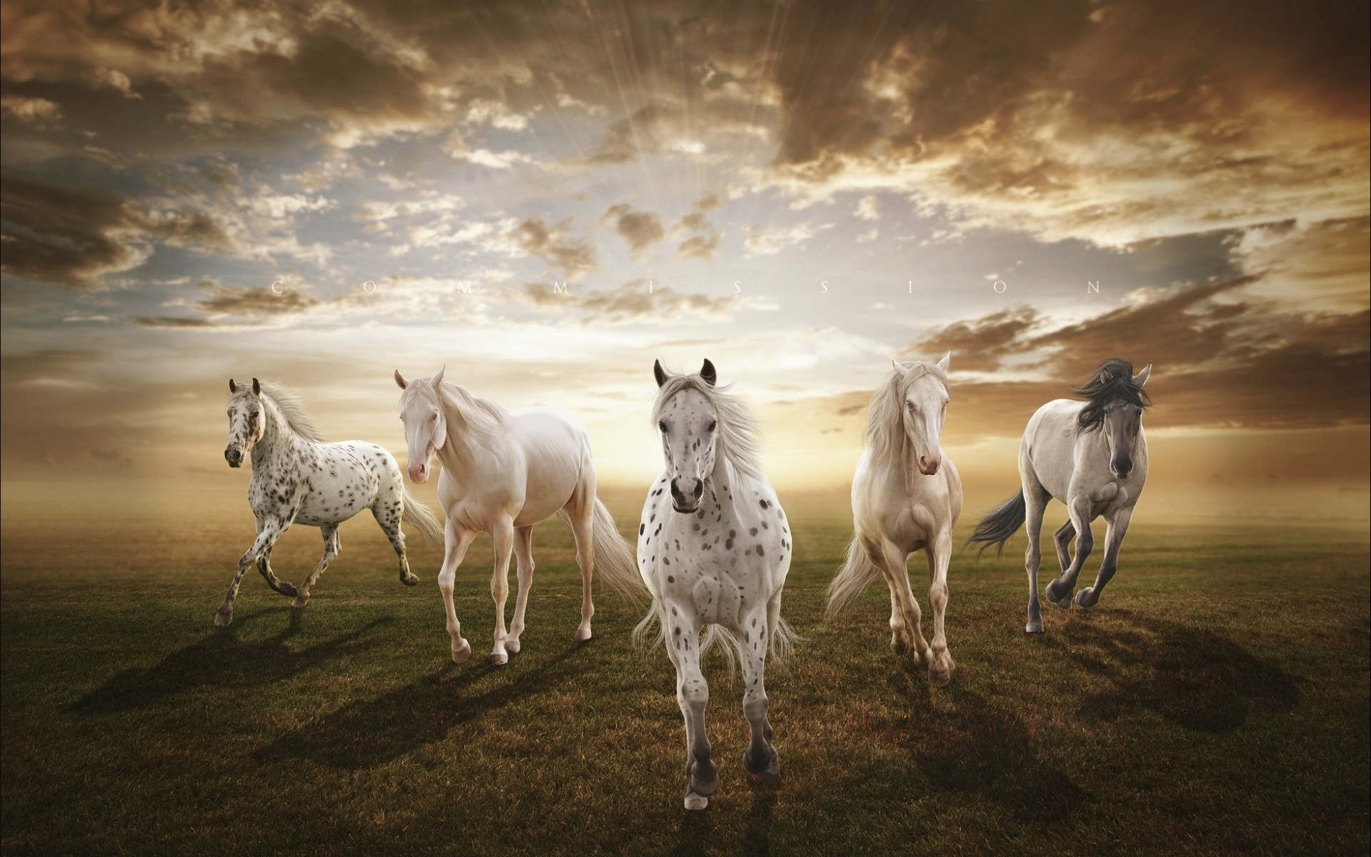 1920x1200 Horses Running Field Sun Cloud wallpapers and stock photos