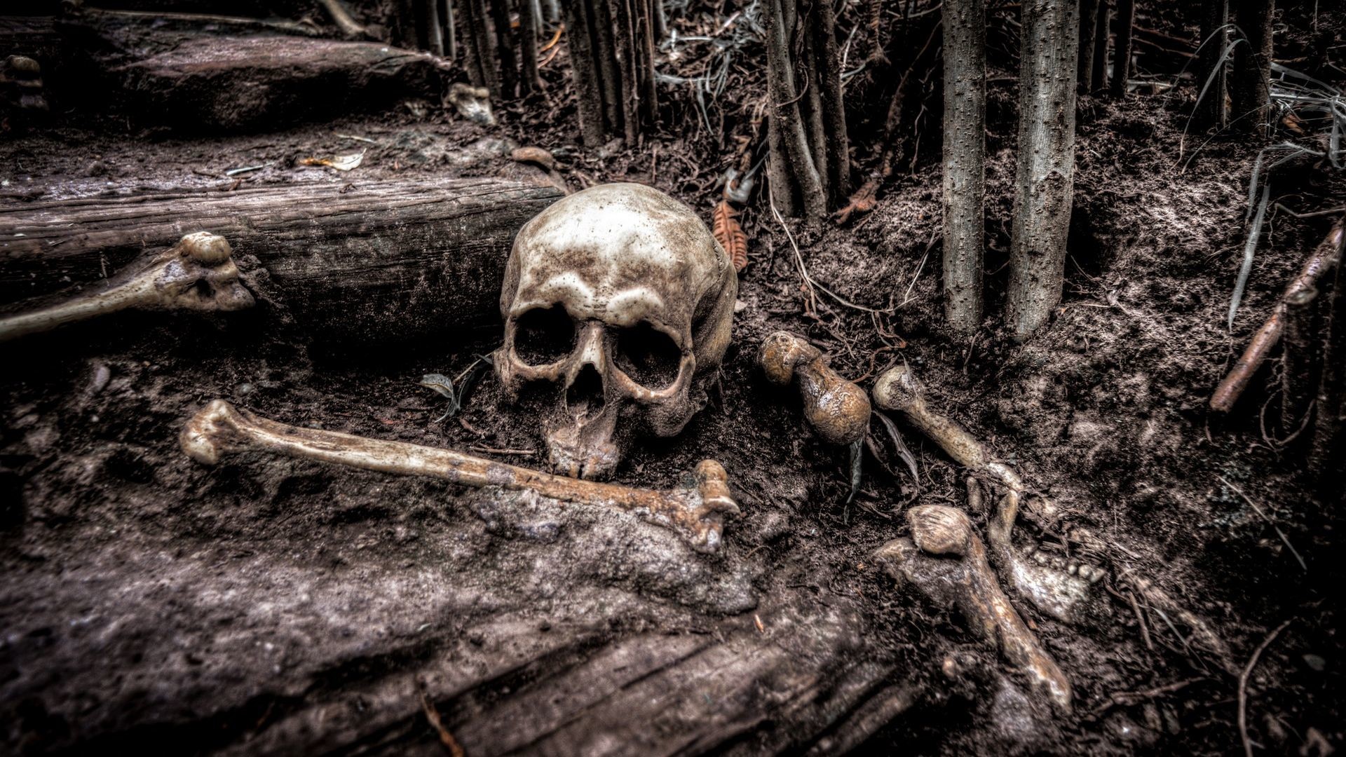 1920x1080 Forest Skull and Bones Scary HD Wallpaper