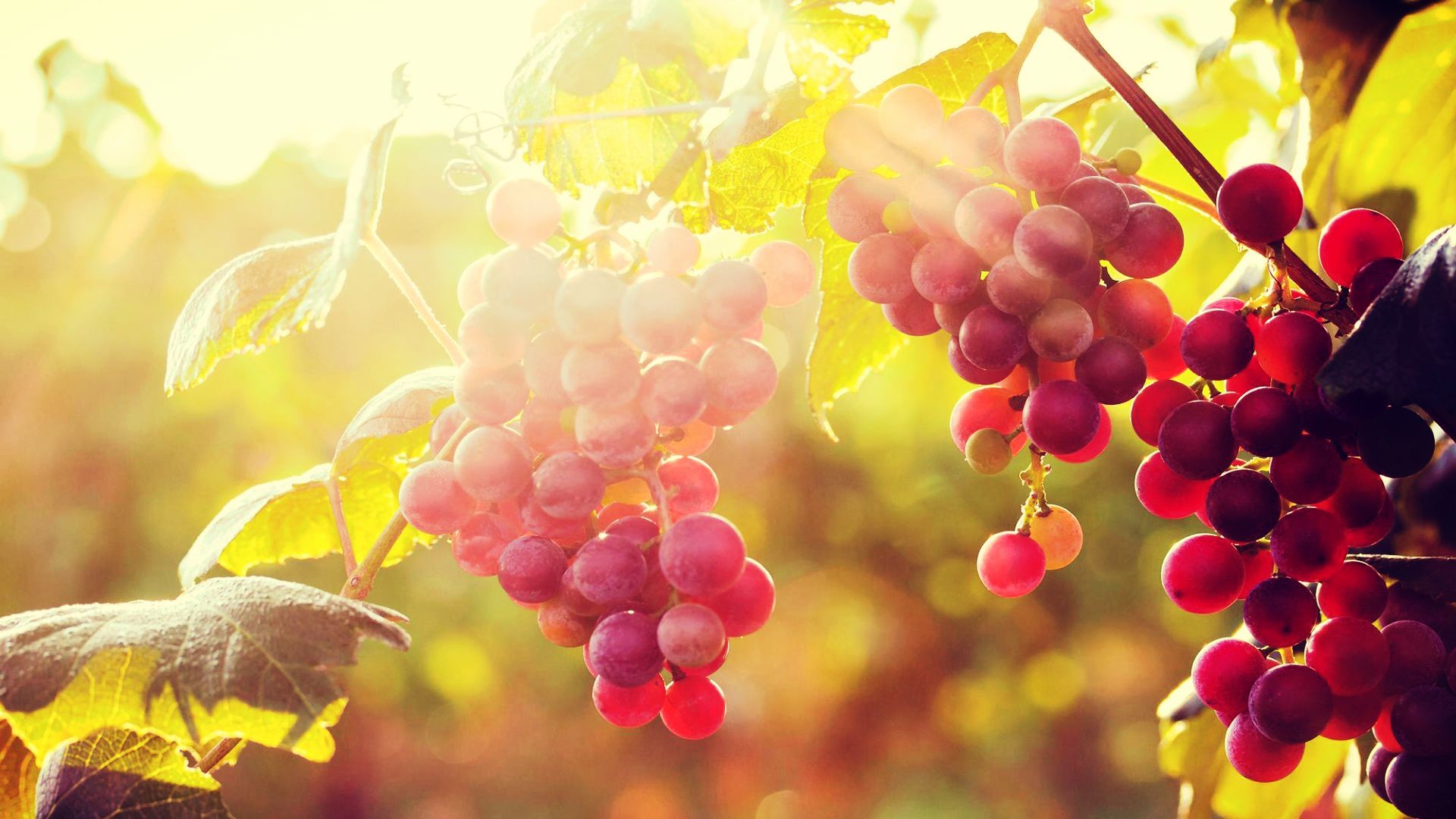1920x1080 8 Sun-with-Grapes-Wallpaper-Android-1024x576