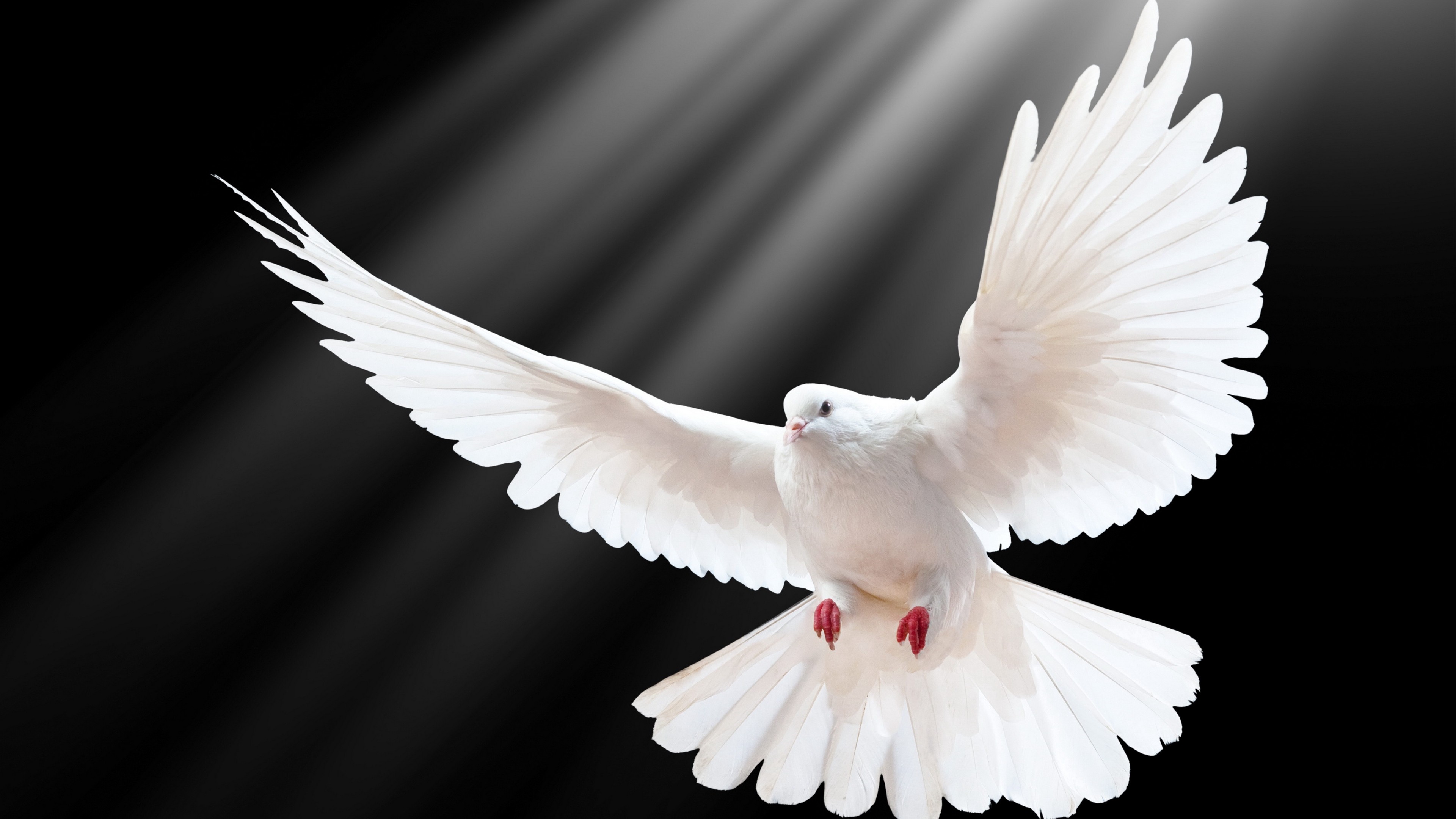 3840x2160 Crystal White Dove
