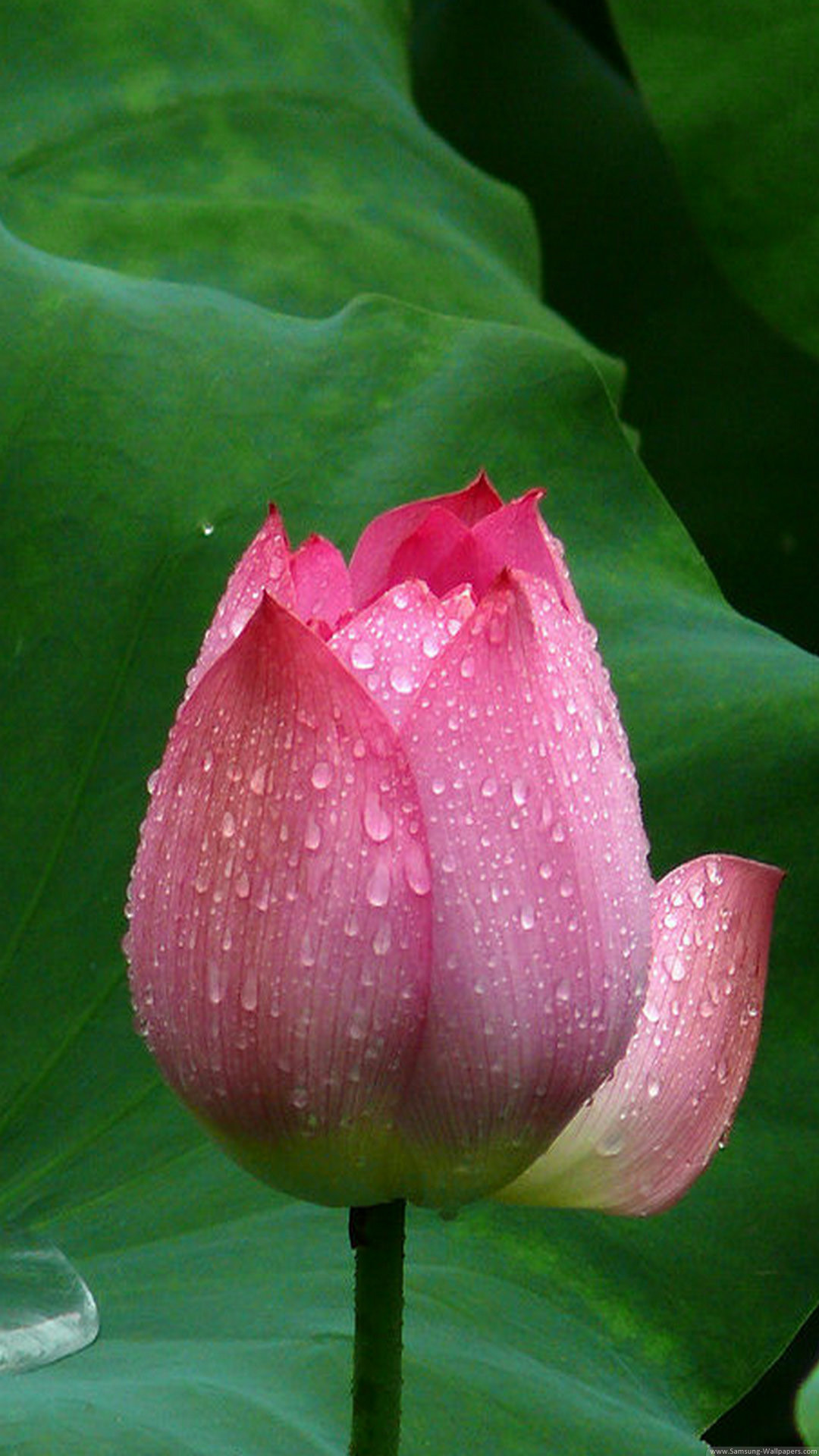 1080x1920 Lotus Flower Closeup iPhone 6 Plus HD Wallpaper ...