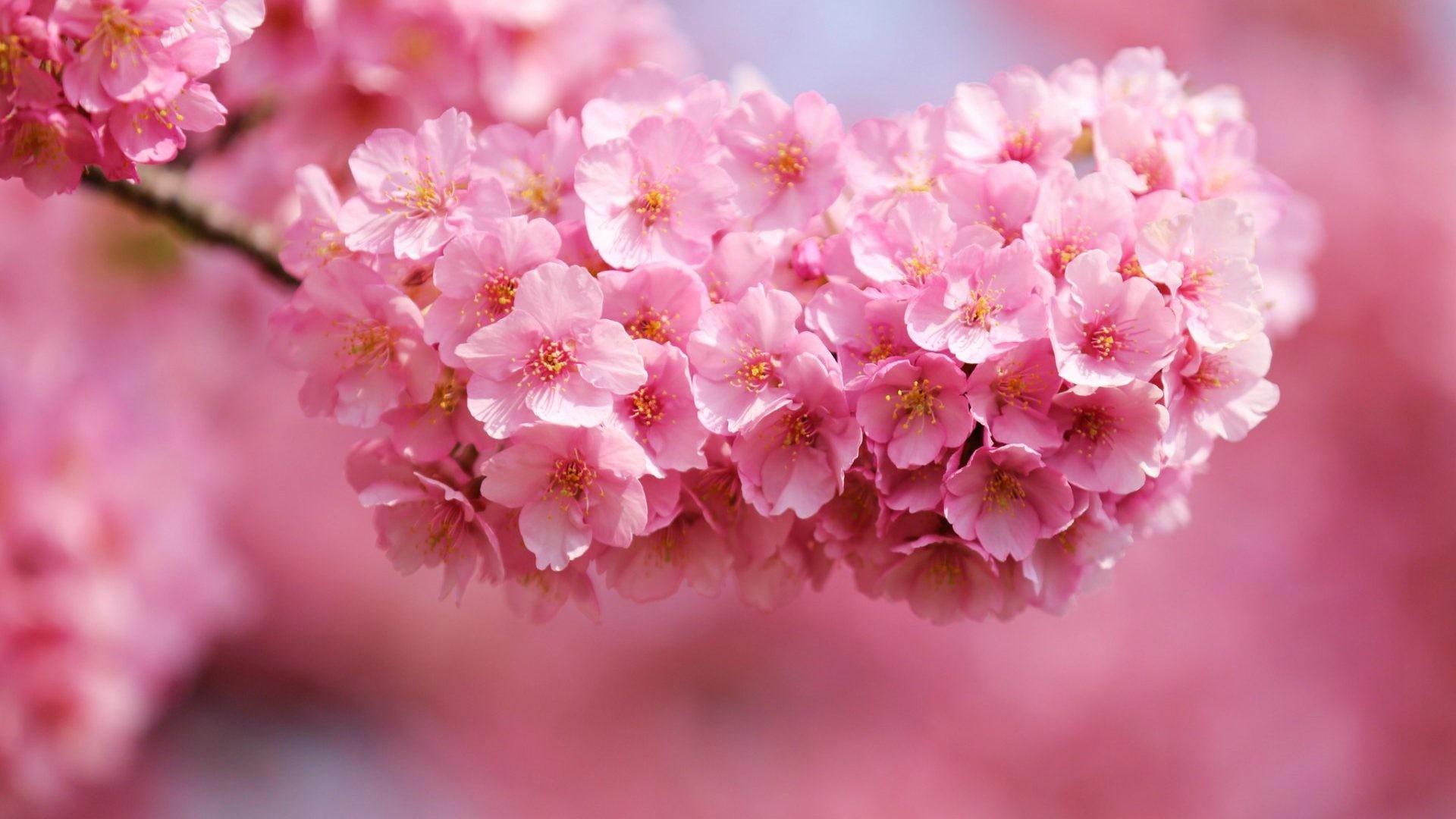 1920x1080 Pink Blossoms Flowers Spring Beautiful Flower Wallpaper Desktop Full Size