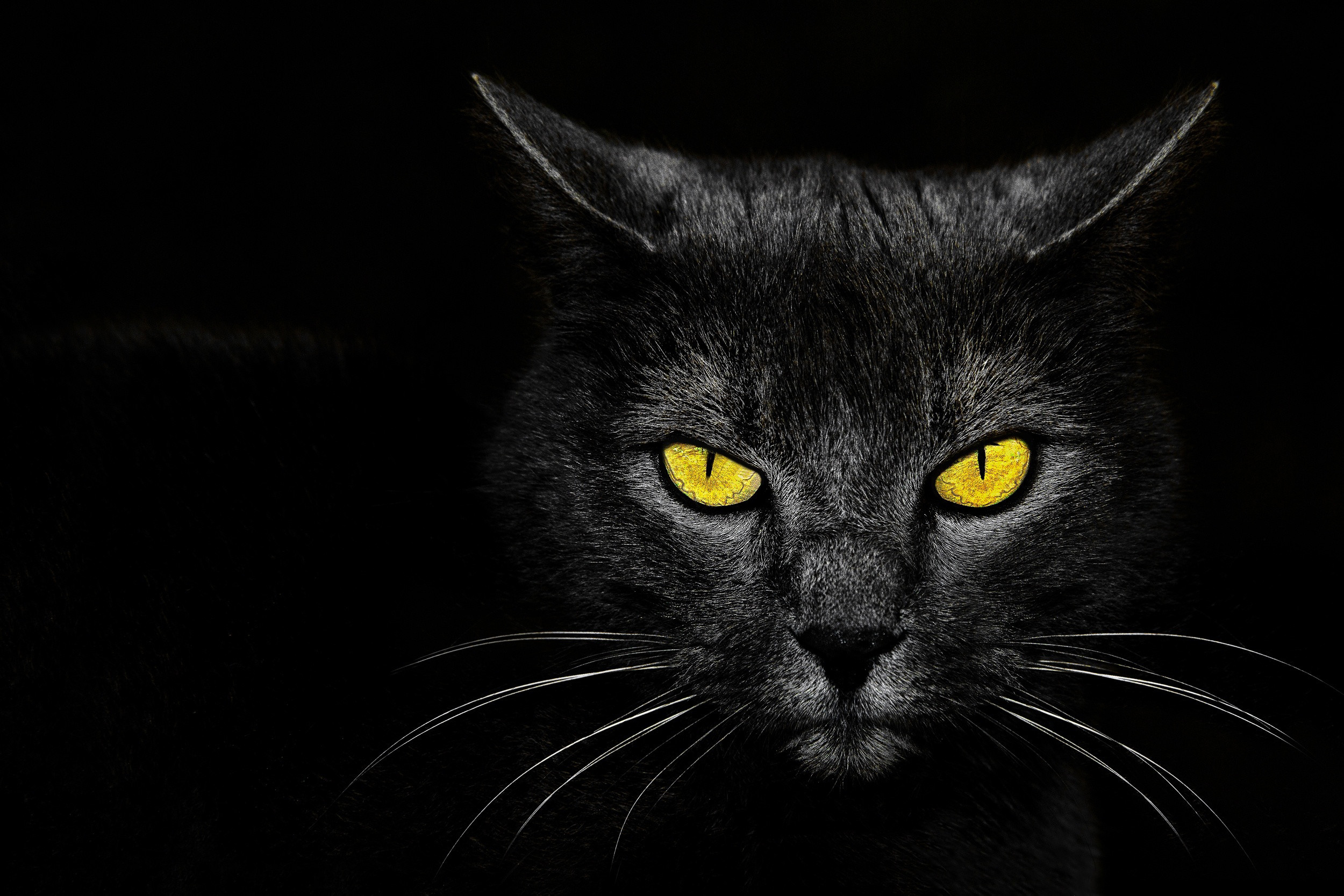2500x1667 Cat Â· Black Cat
