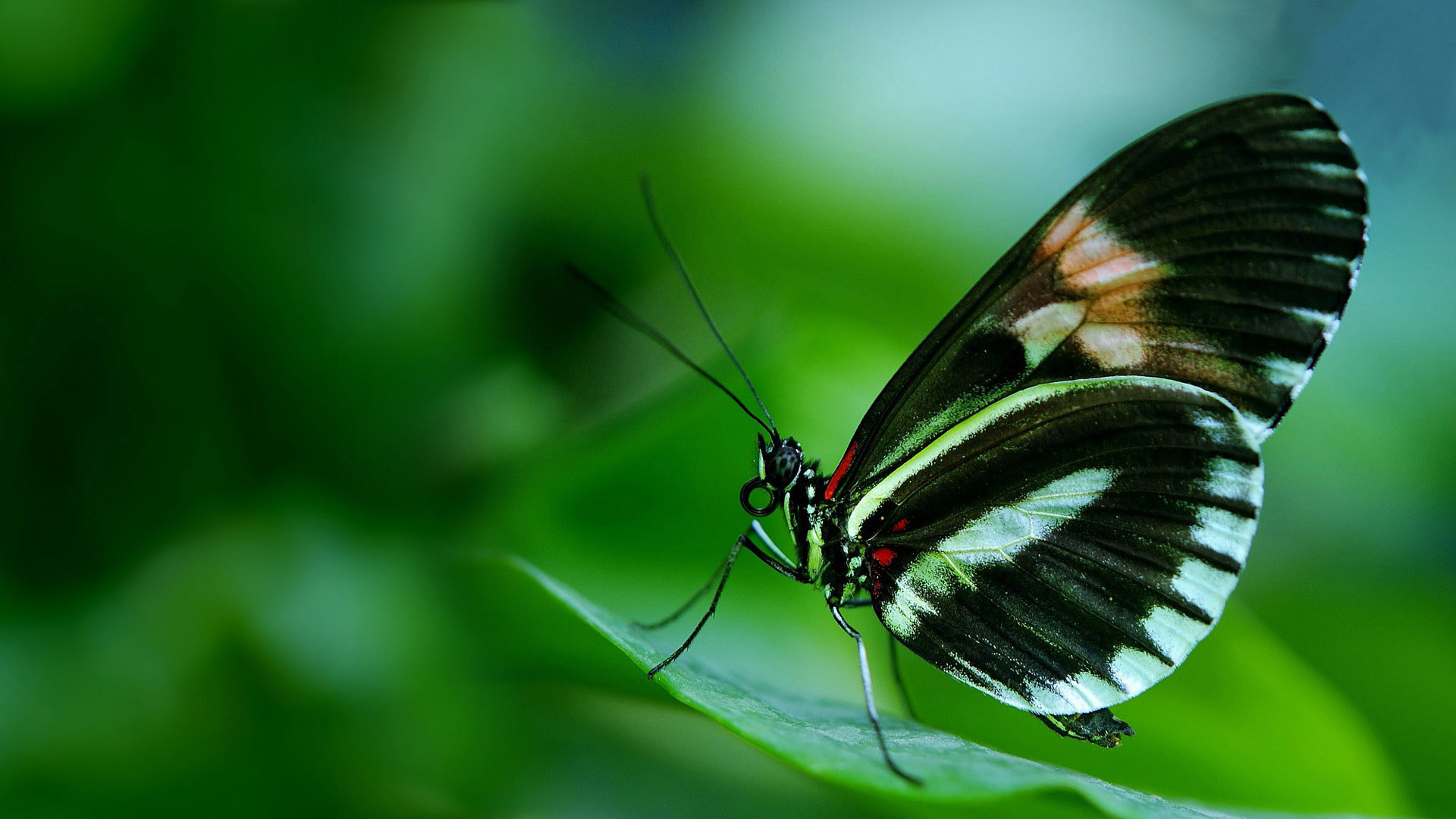 1920x1080 hd pics photos cute beautiful black butterfly macro attractive hd quality  desktop background wallpaper