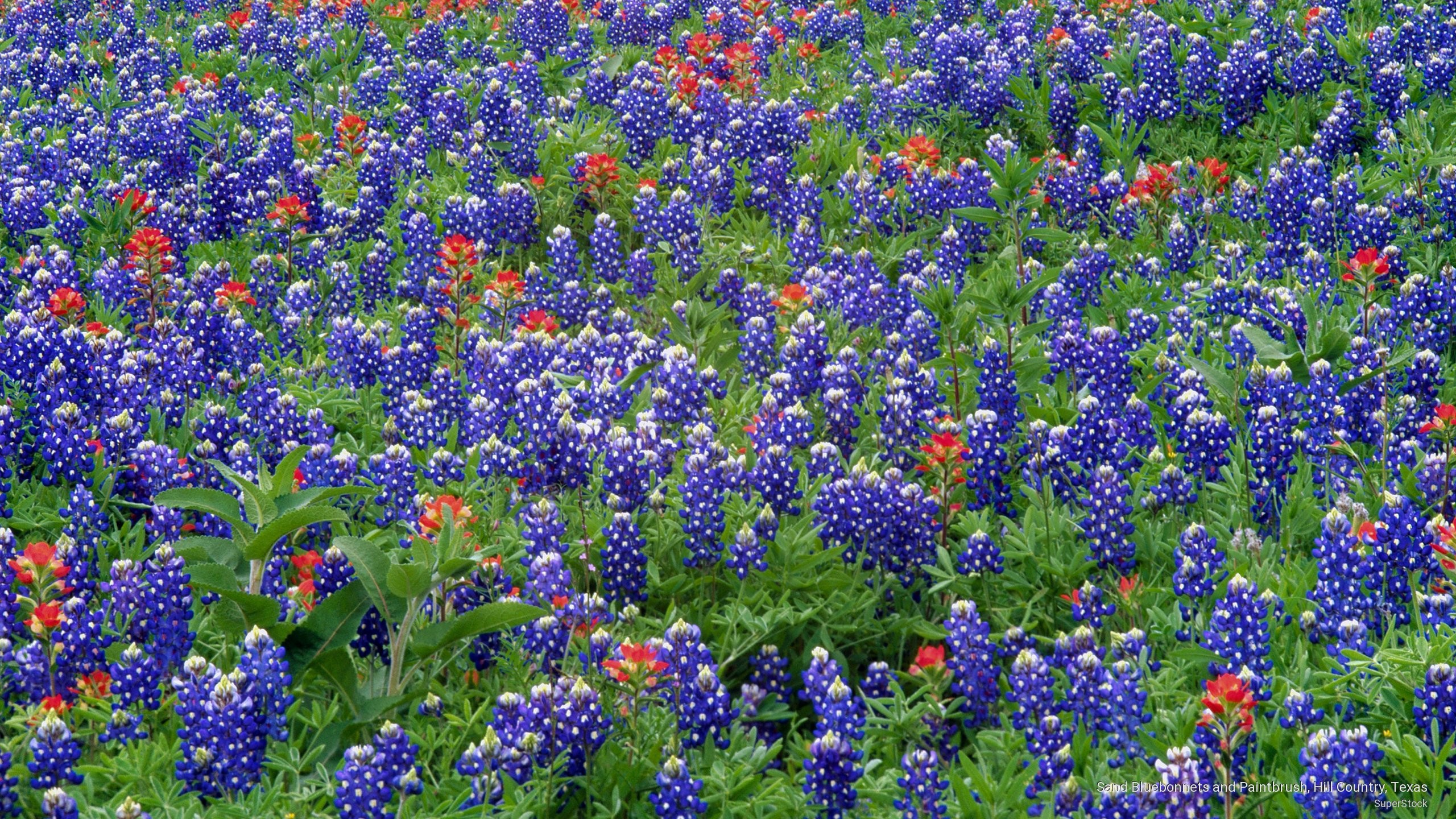 Texas hill country during bluebonnet season Photo taken on April 6 2013   Blue bonnets Texas bluebonnets Beautiful nature wallpaper