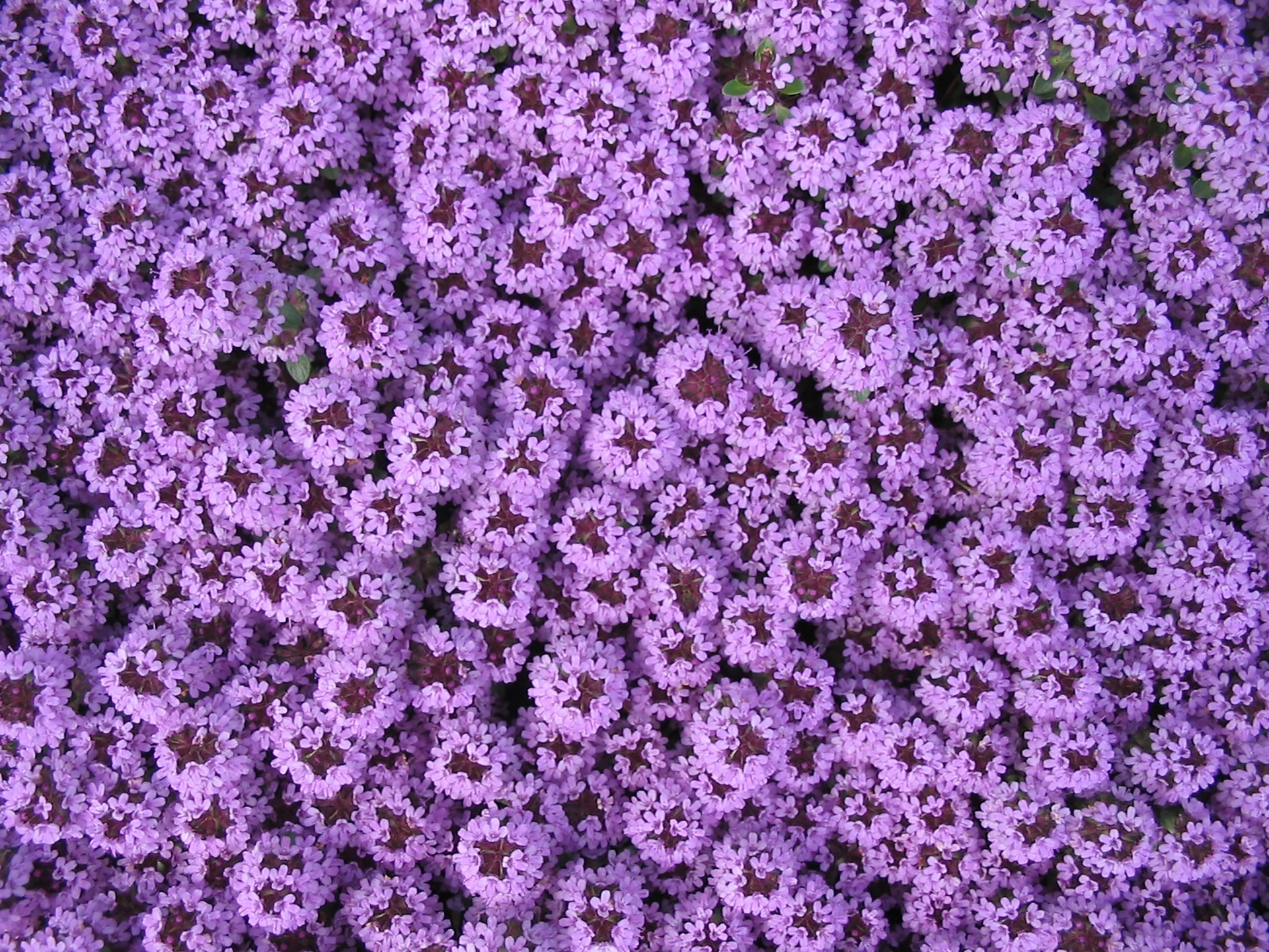 1920x1440 Free Images : blossom, flower, purple, bloom, spring, herb, blue, flora,  background, violet, beautiful, pretty, blossomed, garden design, carpet of  flowers, ...