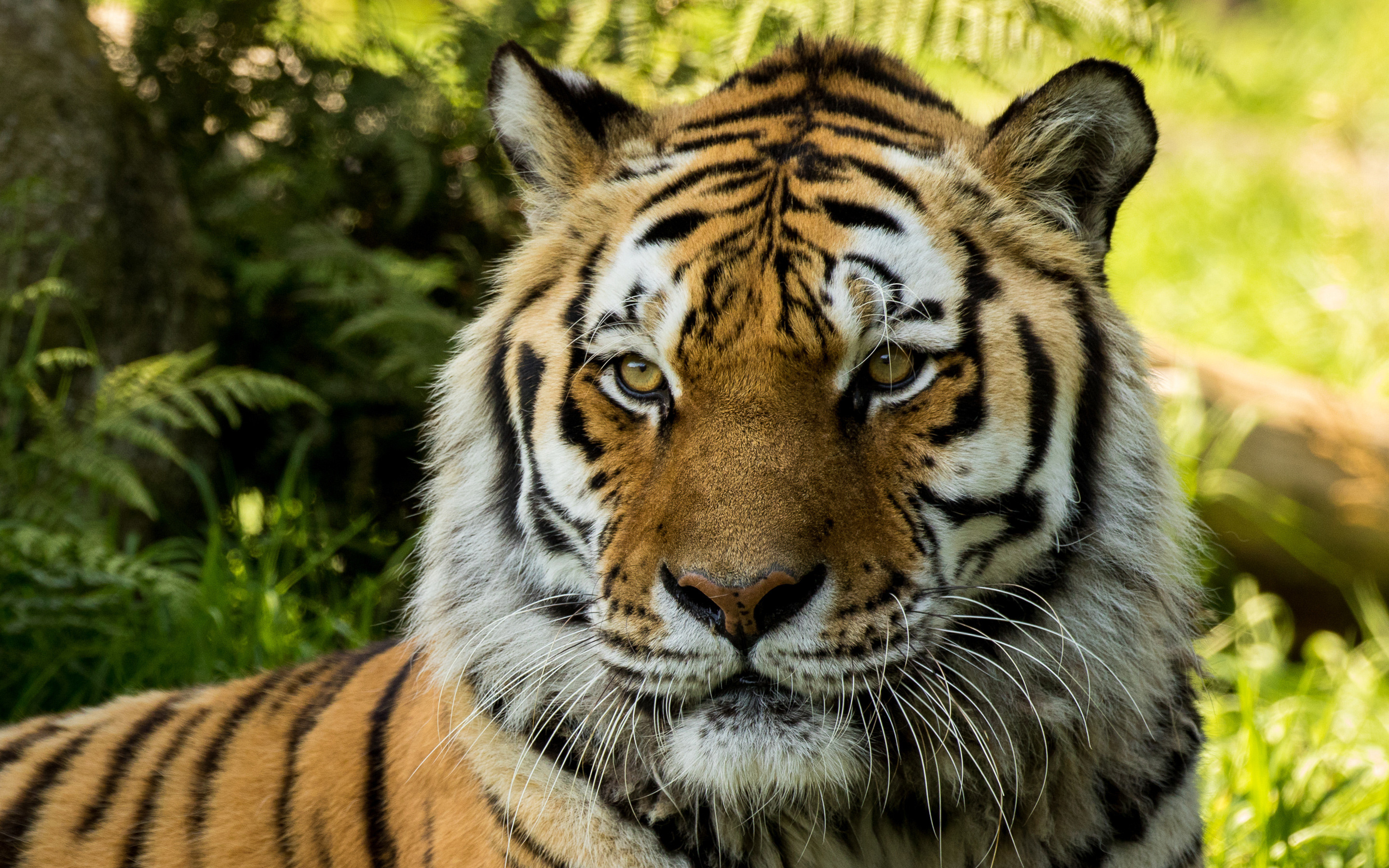 2880x1800 Vladimir Siberian Tiger at Dartmoor Zoo