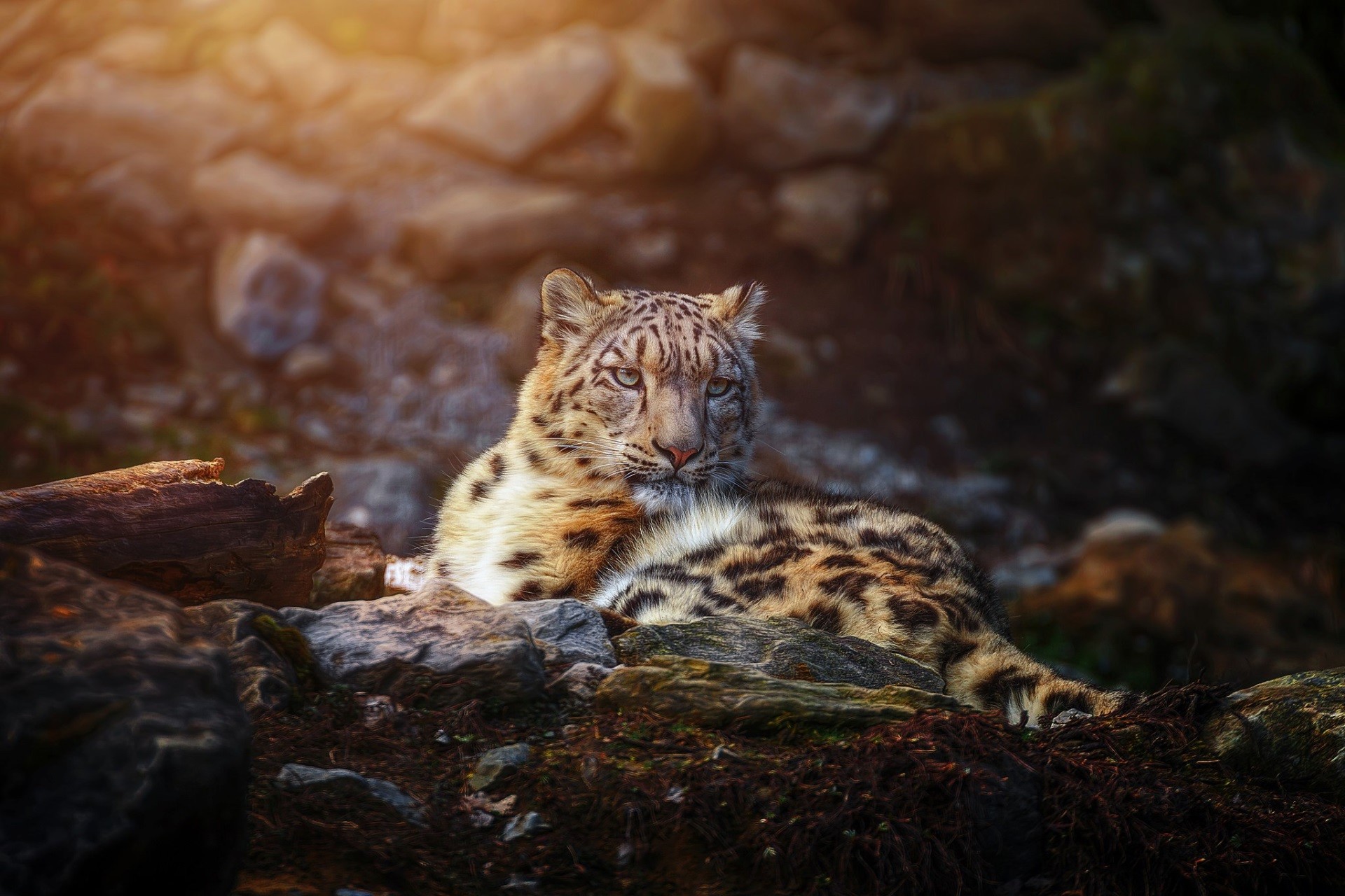 1920x1280  snow leopard images for backgrounds desktop free