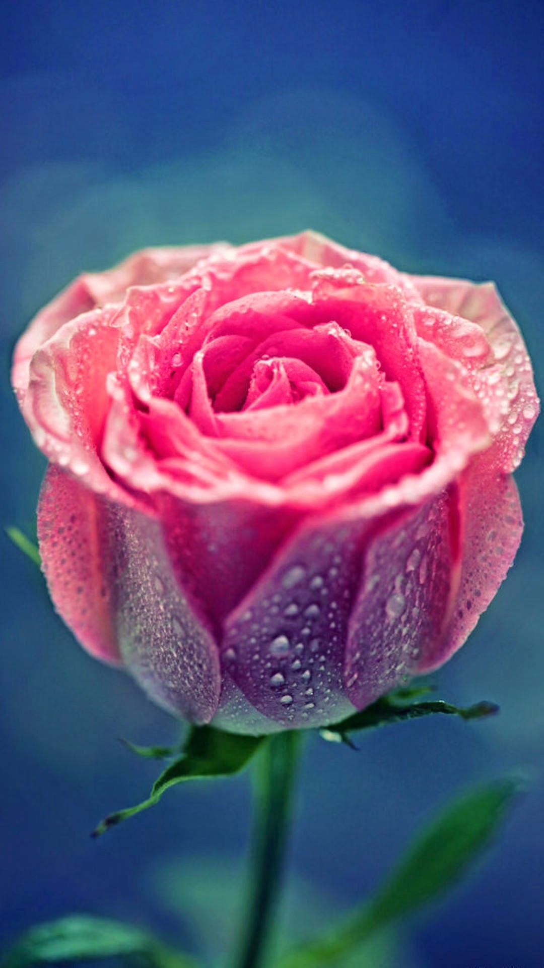 1080x1920 Pink Rose Dew Close Up #iPhone #6 #plus #wallpaper