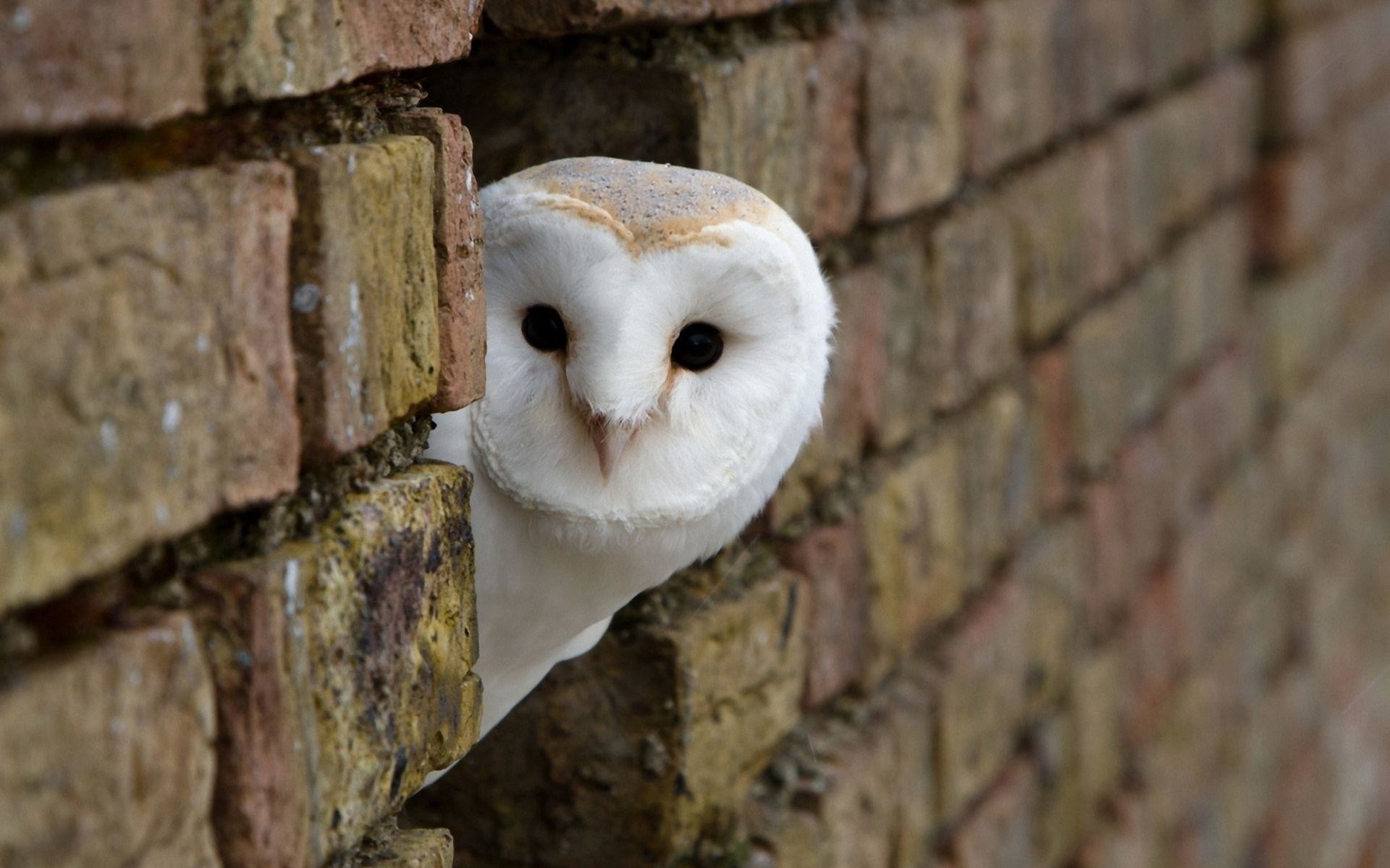 1920x1200 Free-download-owl-wallpapers-HD-white