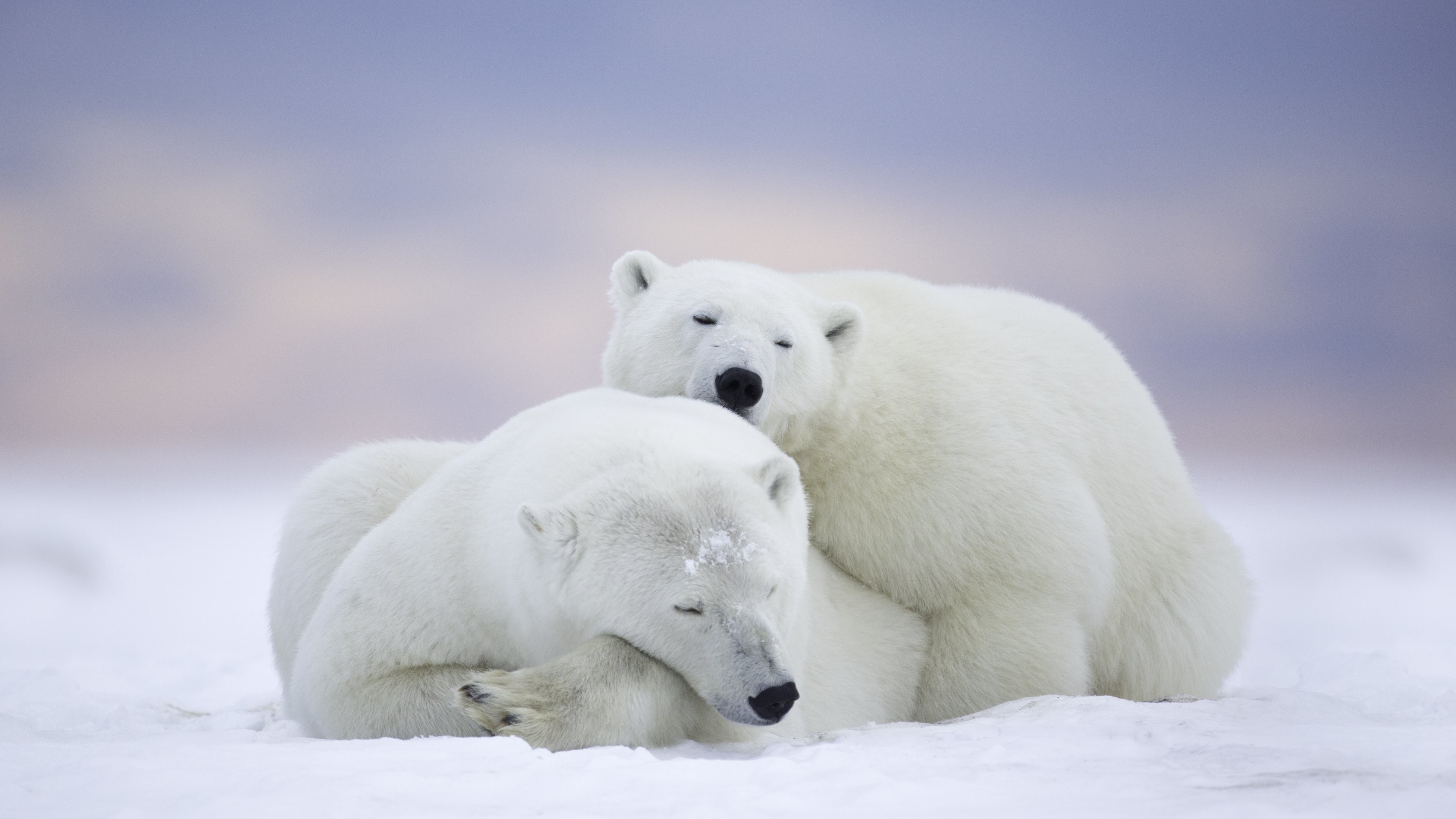 3840x2160 4K HD Wallpaper: Polar Bears in Alaska Â· Wild Animals in this Picture took  in Kaktovik