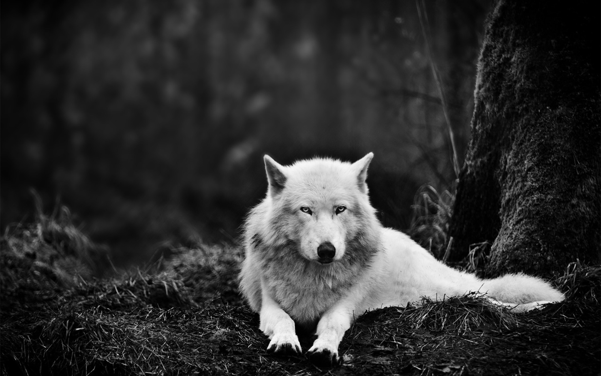 1920x1200 Wolf-howling-black-and-white-wallpaper-4.jpg