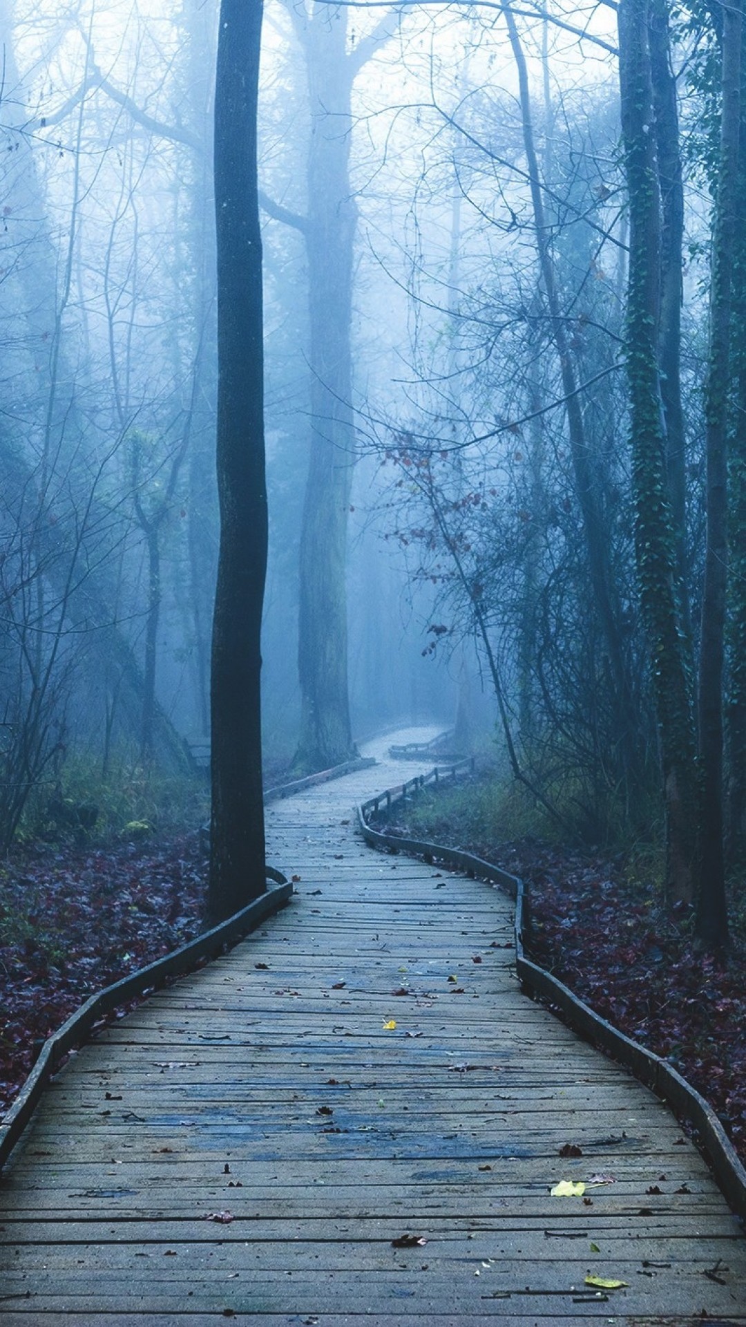 1080x1920 Dark Forest, Path, Trees, Leaves, Mist, Plants