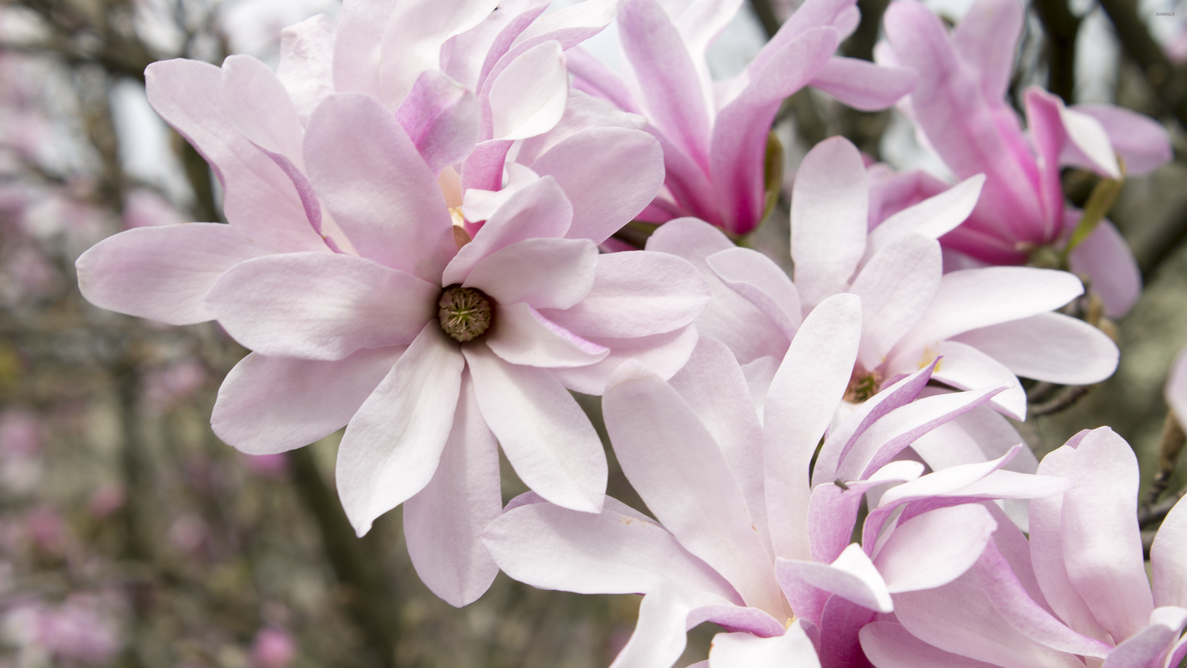 3840x2160 Pink magnolias wallpaper  jpg
